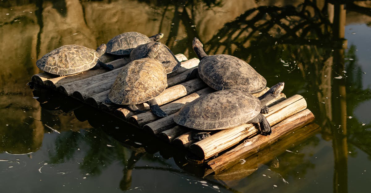 Turtles on Wooden Raft on Lake · Free Stock Photo