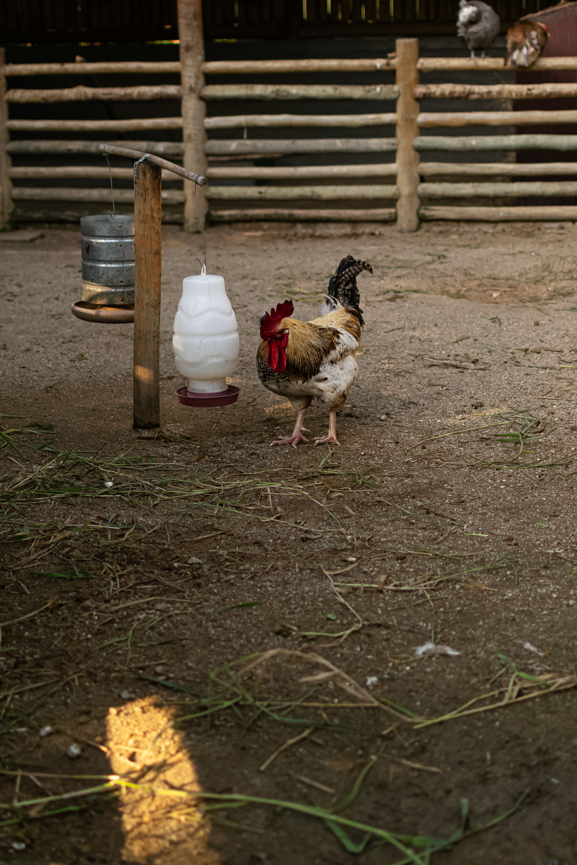 Rooster beside a water drinker and feeder