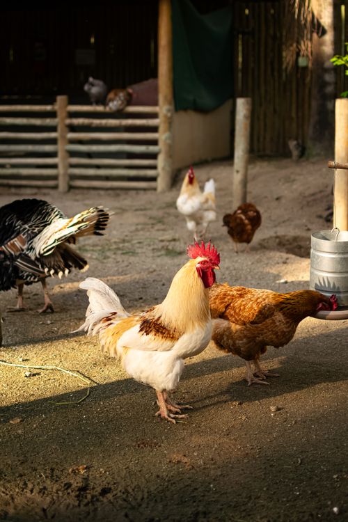 Free A rooster, hens, and a turkey roam freely in a sunlit rural farmyard. Stock Photo