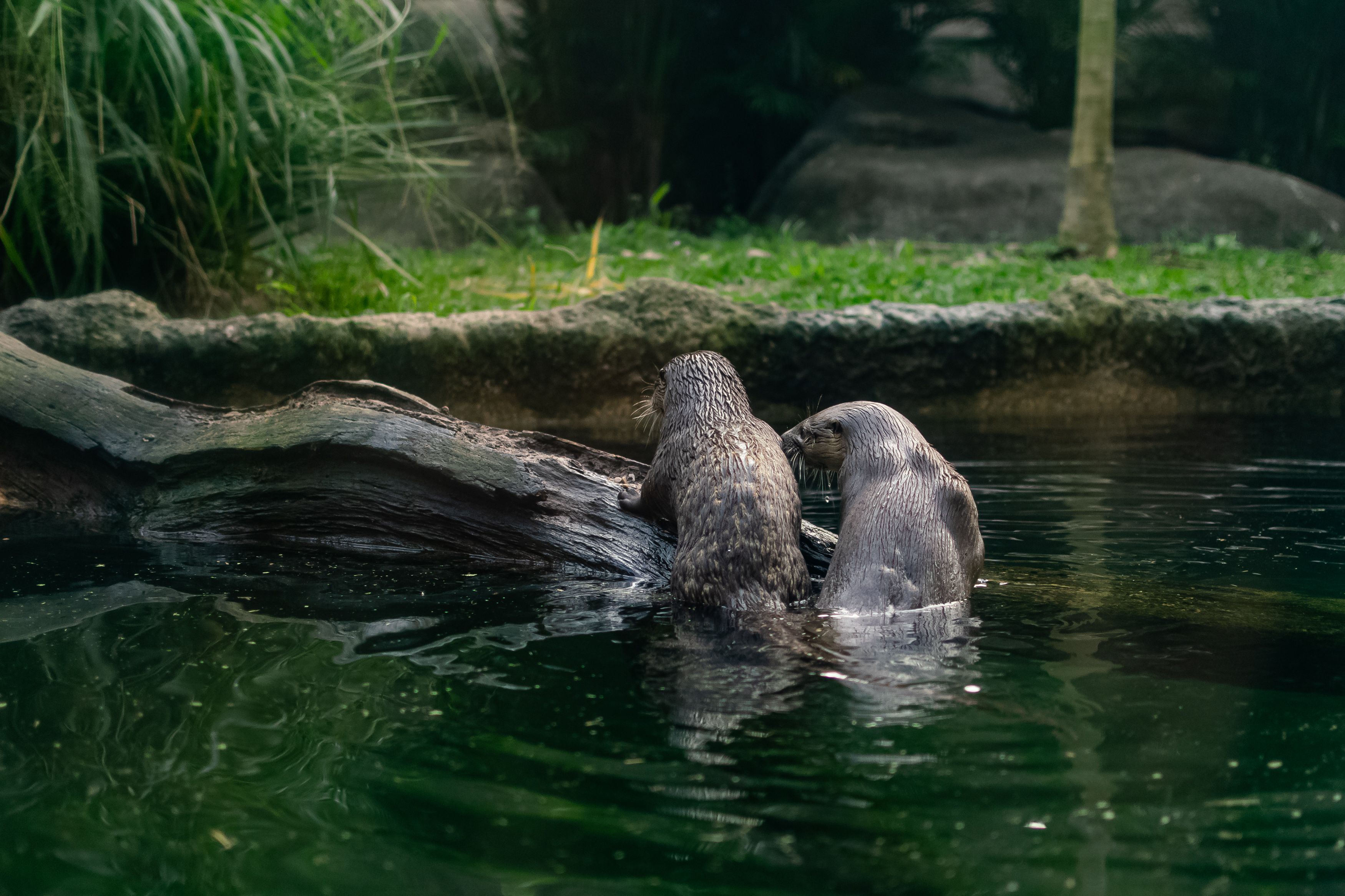Ottawa Day-Trip Alert: Brockville Aquarium Welcomes 3 Rescued Otter Pups
