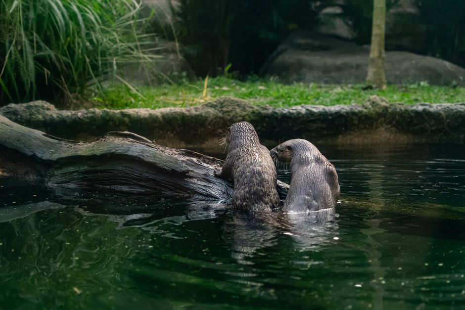 Ottawa Day-Trip Alert: Brockville Aquarium Welcomes 3 Rescued Otter Pups