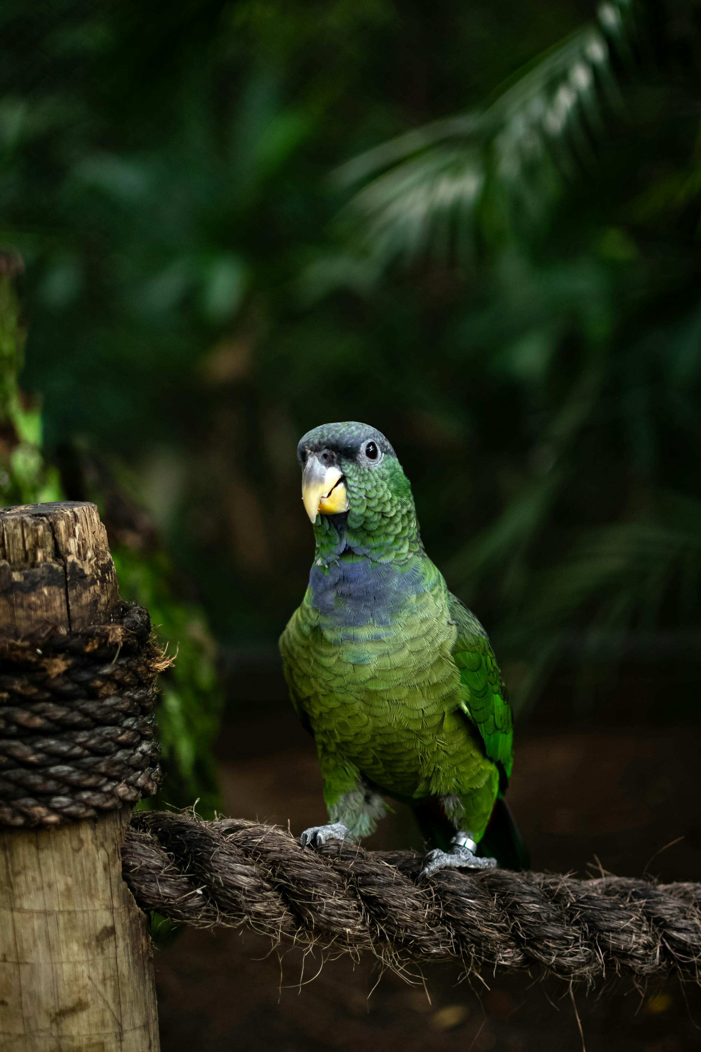 close up of an amazon parrot