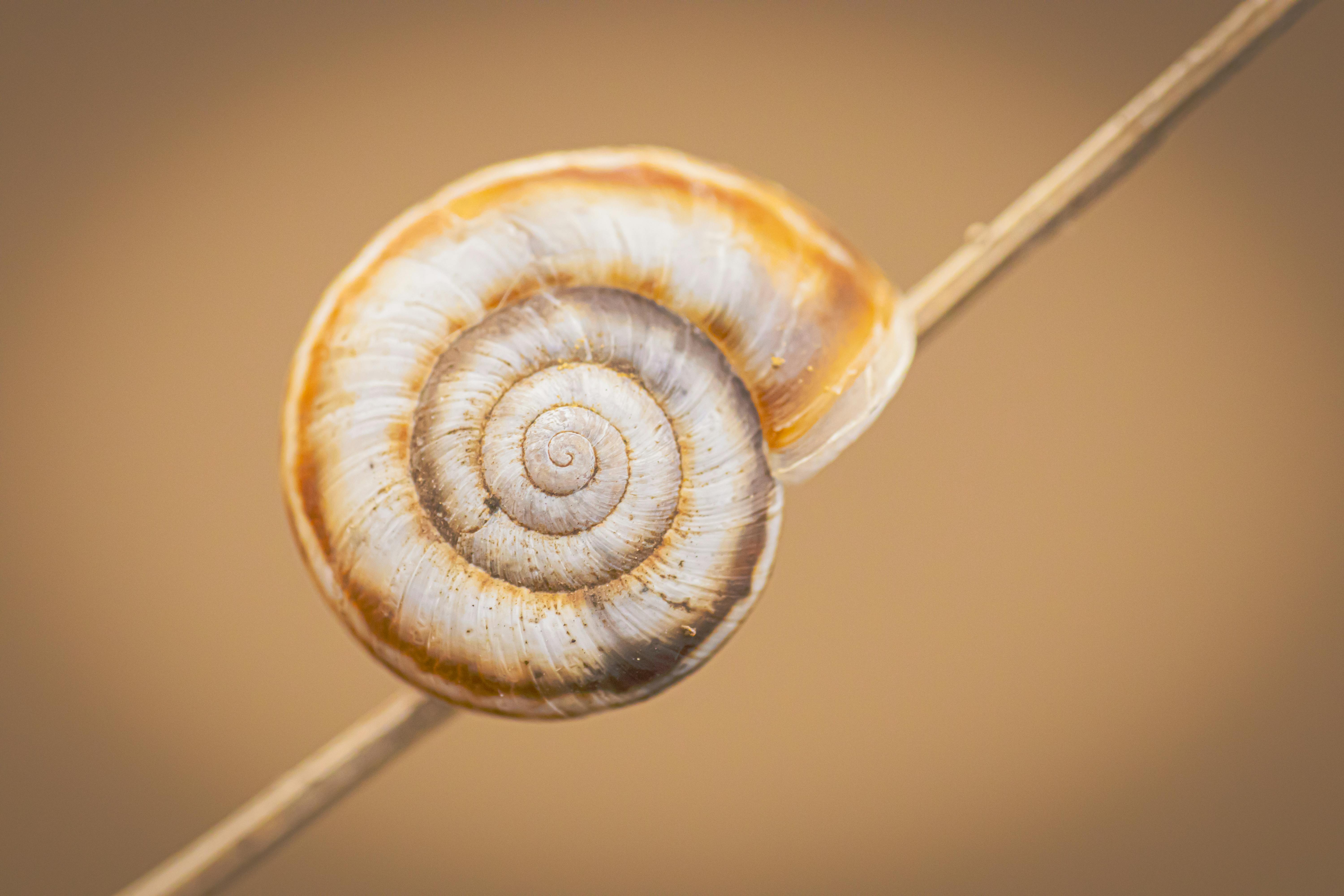 Shell Canada Offers Free Meal to Commercial Delivery Drivers — Photo by konat umut budak on Pexels