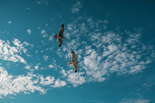 Free Two seagulls flying high in a blue sky with scattered clouds. Stock Photo