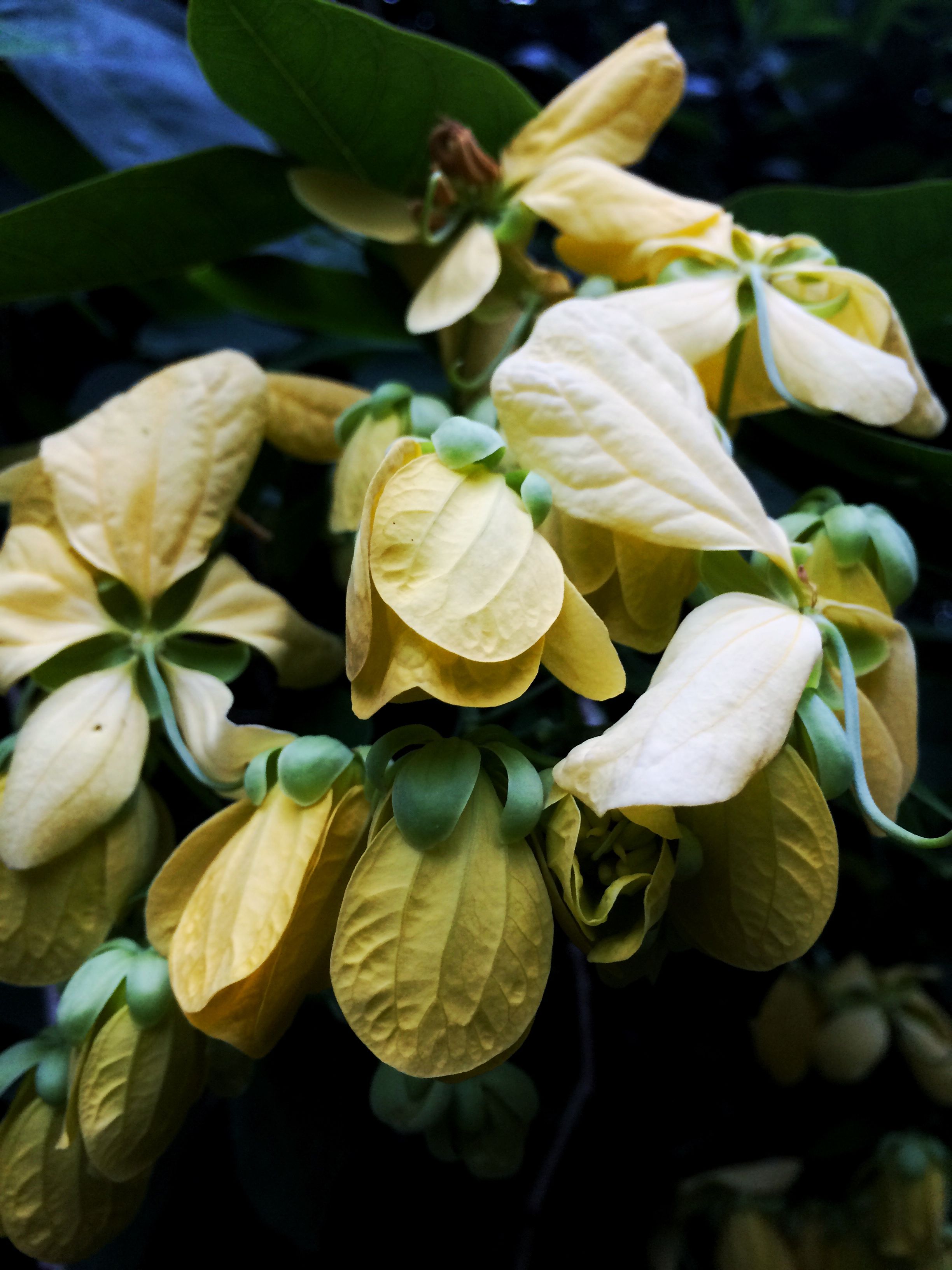 Beautiful Flowers