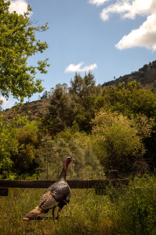 Free A wild turkey in a vibrant field with blue skies in California. Stock Photo