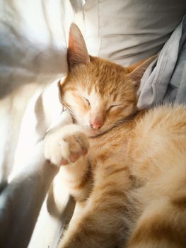 Cute orange kitten sleeping in sunlight, showcasing its soft fur and whiskers.