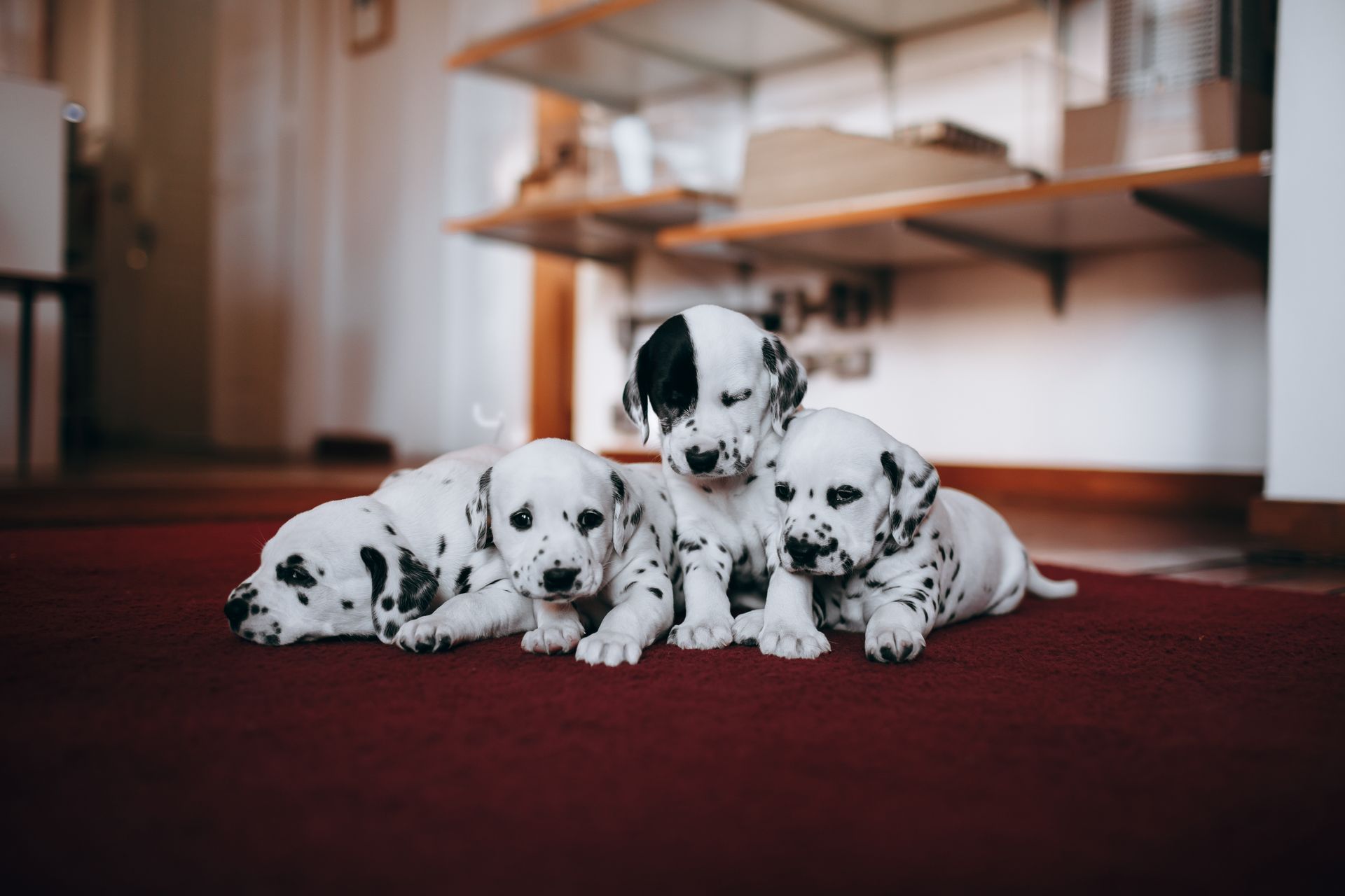 Four Dalmatian Puppies