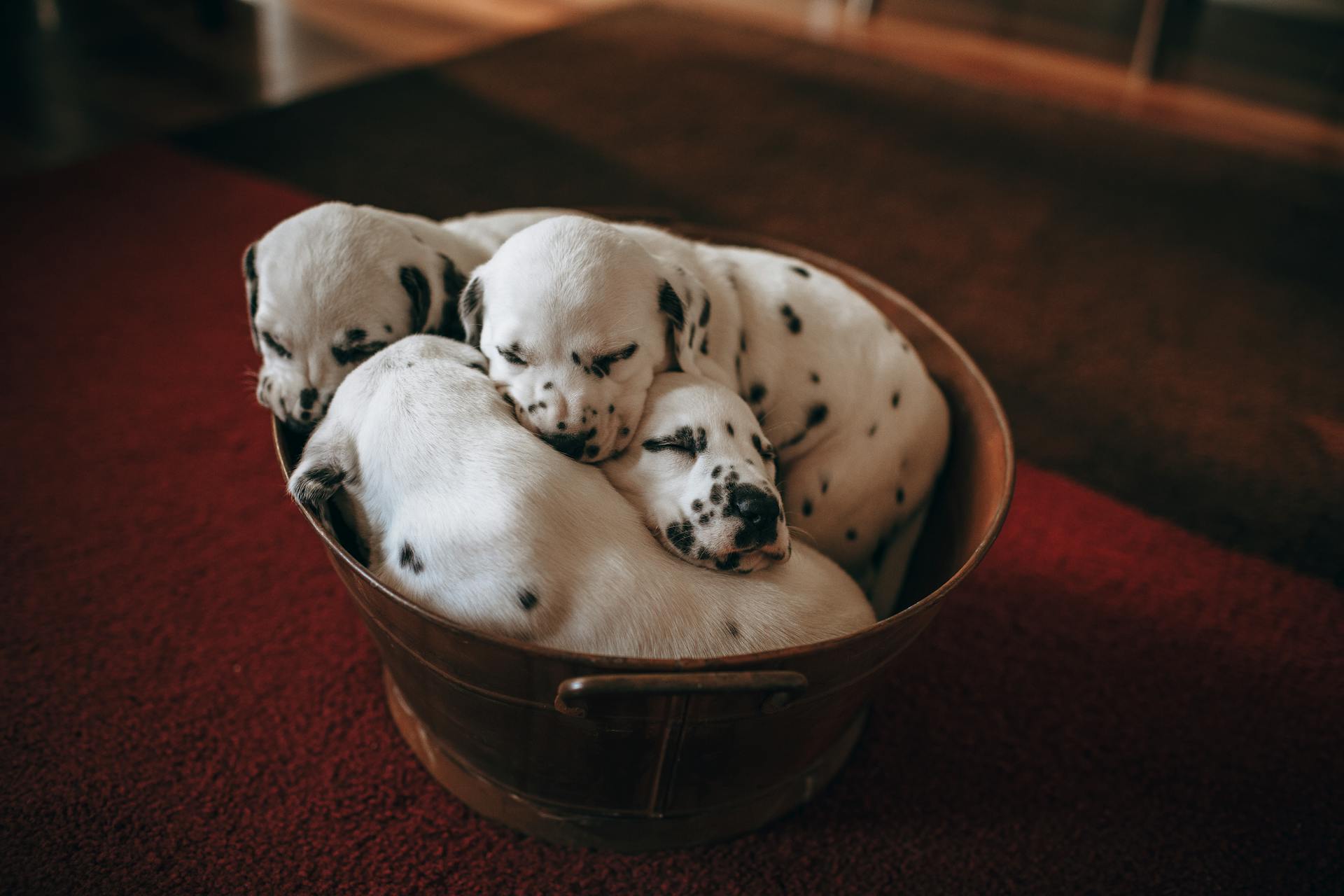 Puppies In a Bowl