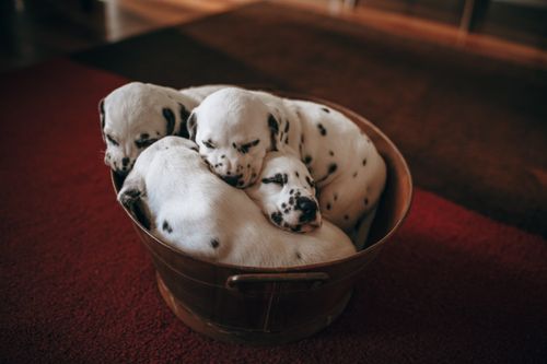 Free A group of Dalmatian puppies snuggled together in a bowl, indoors with warm lighting. Stock Photo