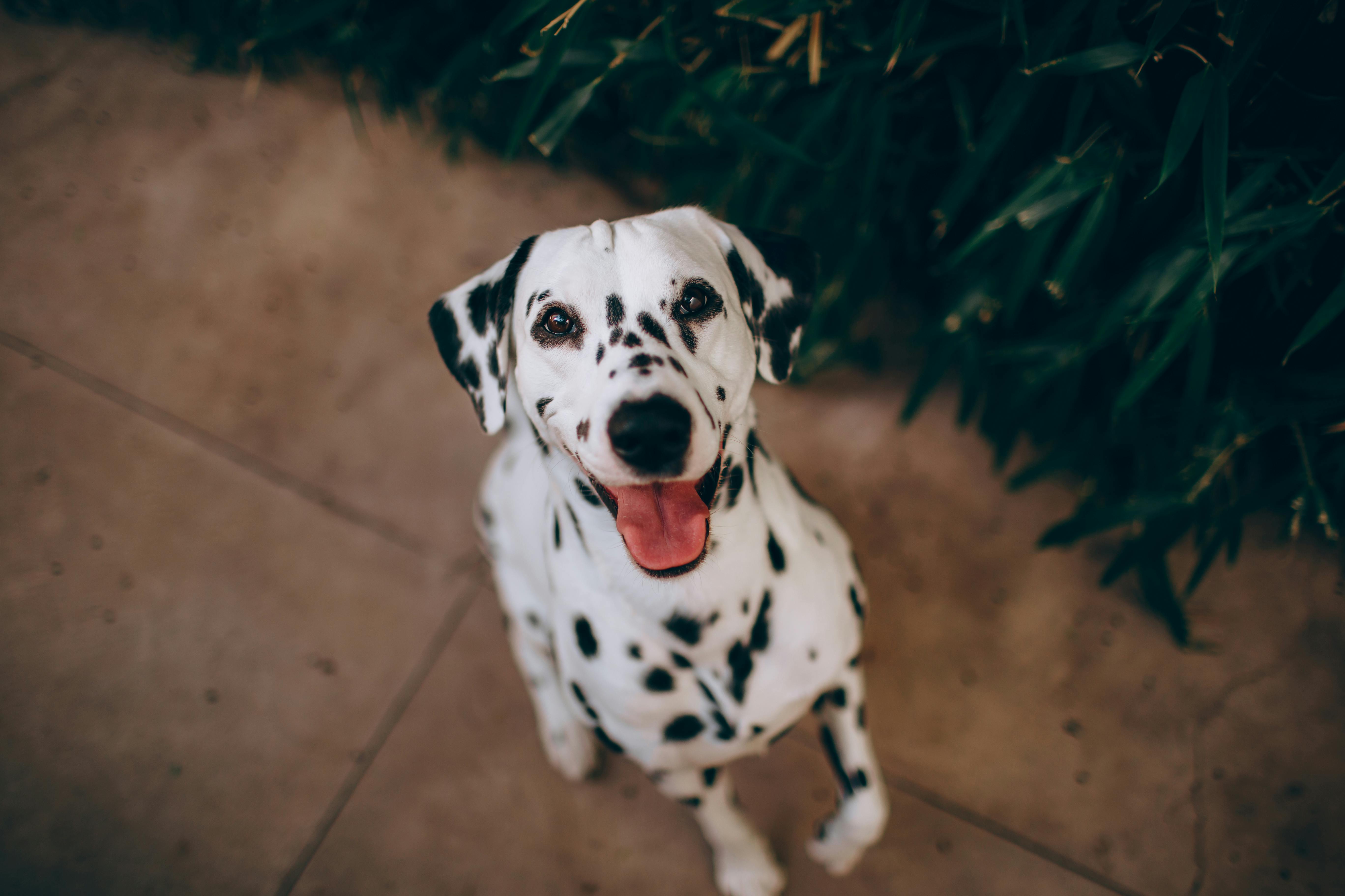 pet technology contact — Photo by Helena Lopes on Pexels