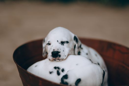 Two dalmatian puppies in a bucket
