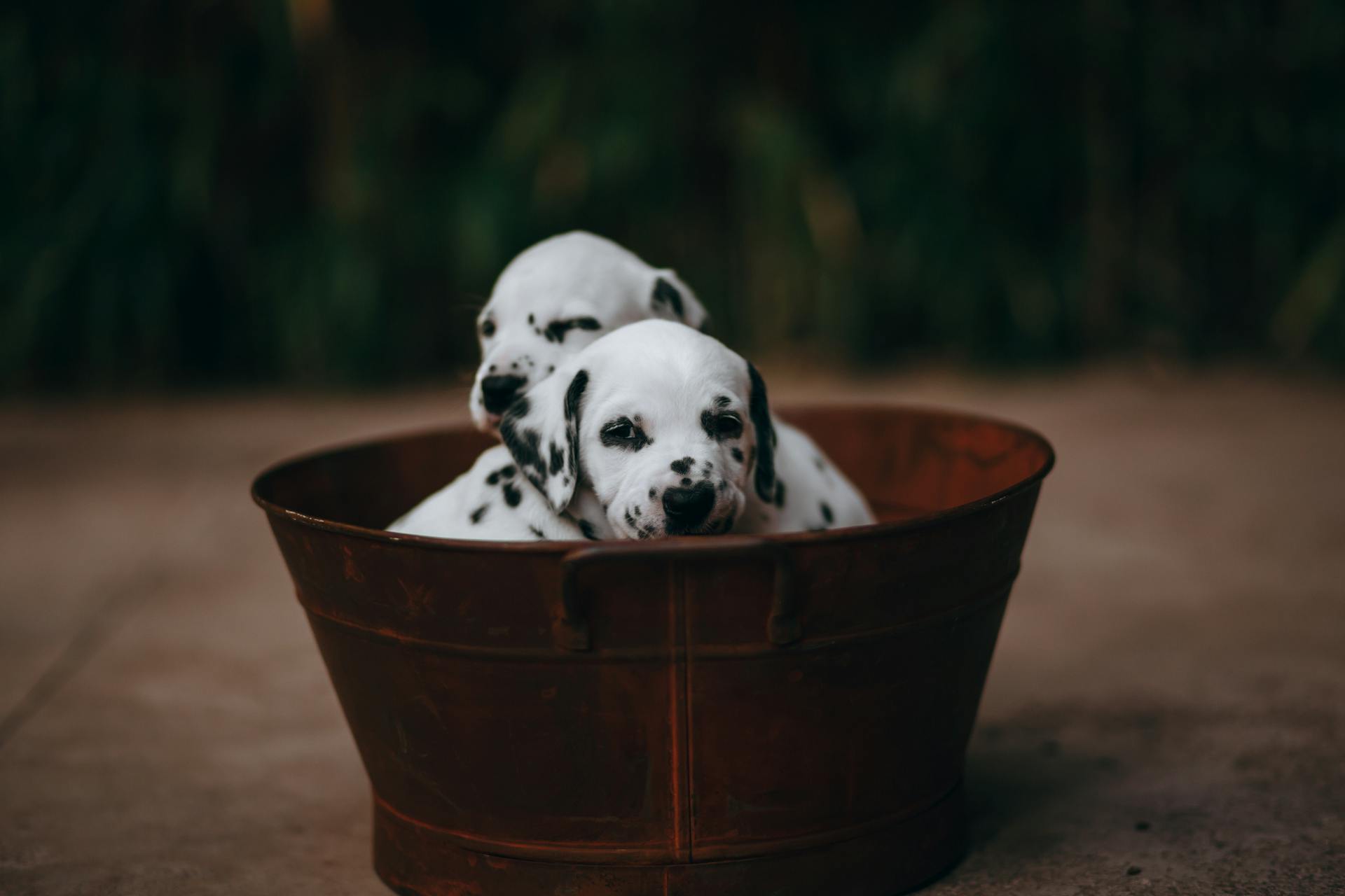 Two dalmatian puppies in a metal bucket