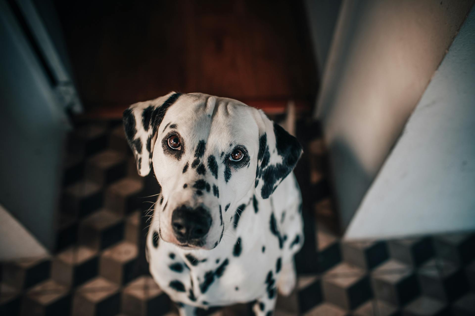 Dalmatian Dog Sitting