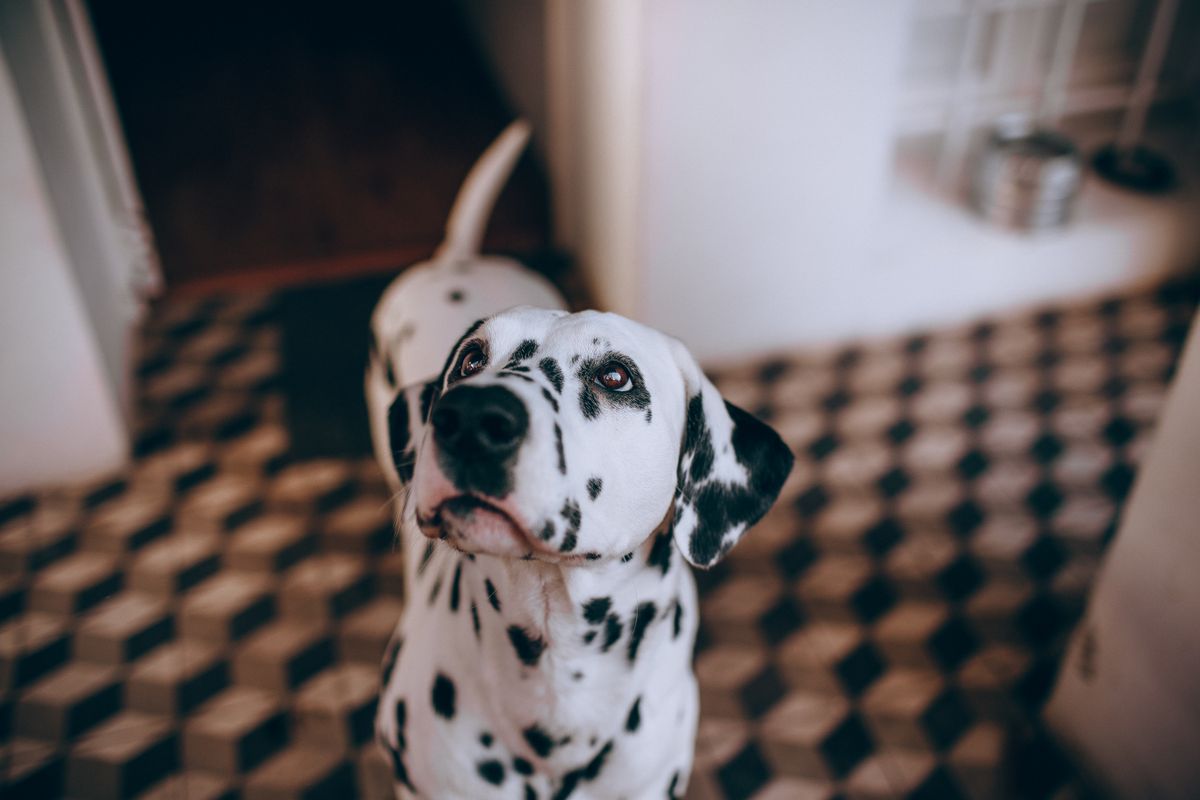 A dog standing indoors where a quick diaper check can happen after a walk.