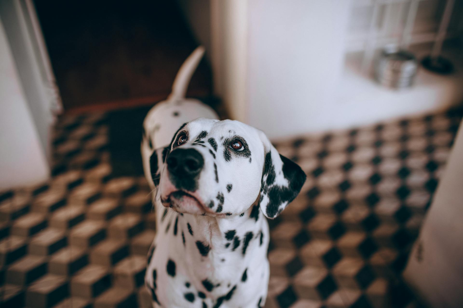 A dalmatian dog looking up at the camera