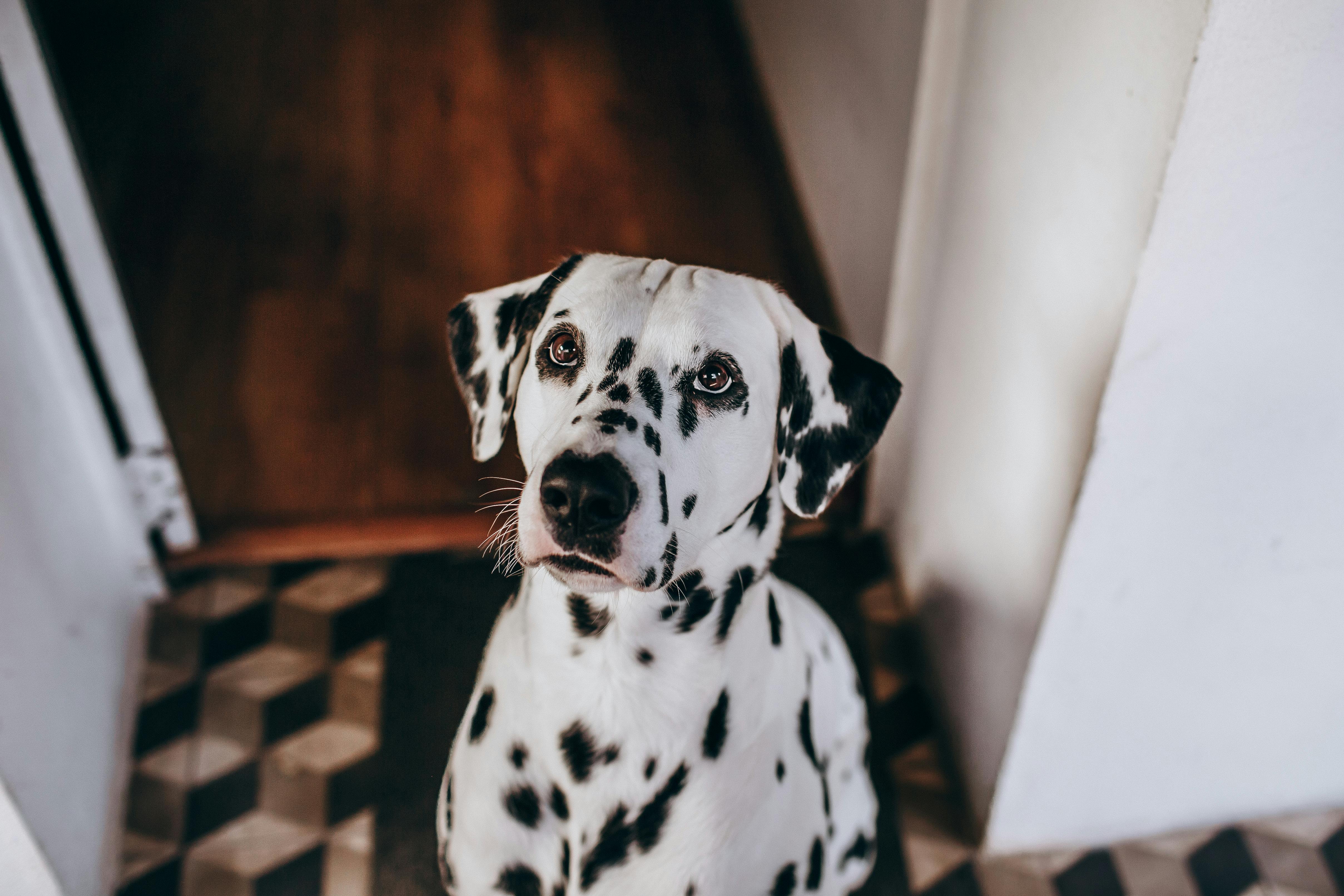 Close-up of a Dalmatian Dog