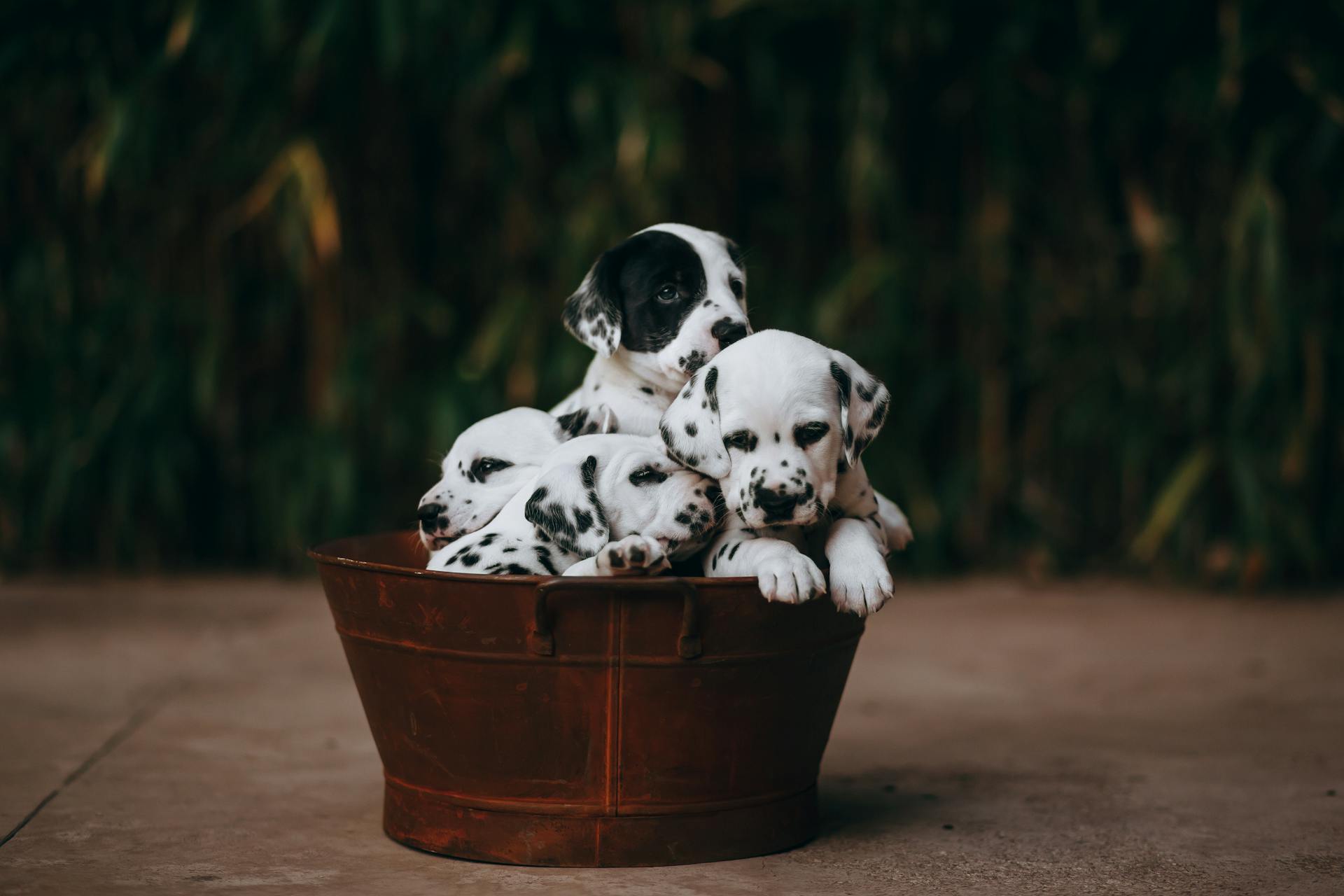 Dalmatiska hundvalpar i ett badkar