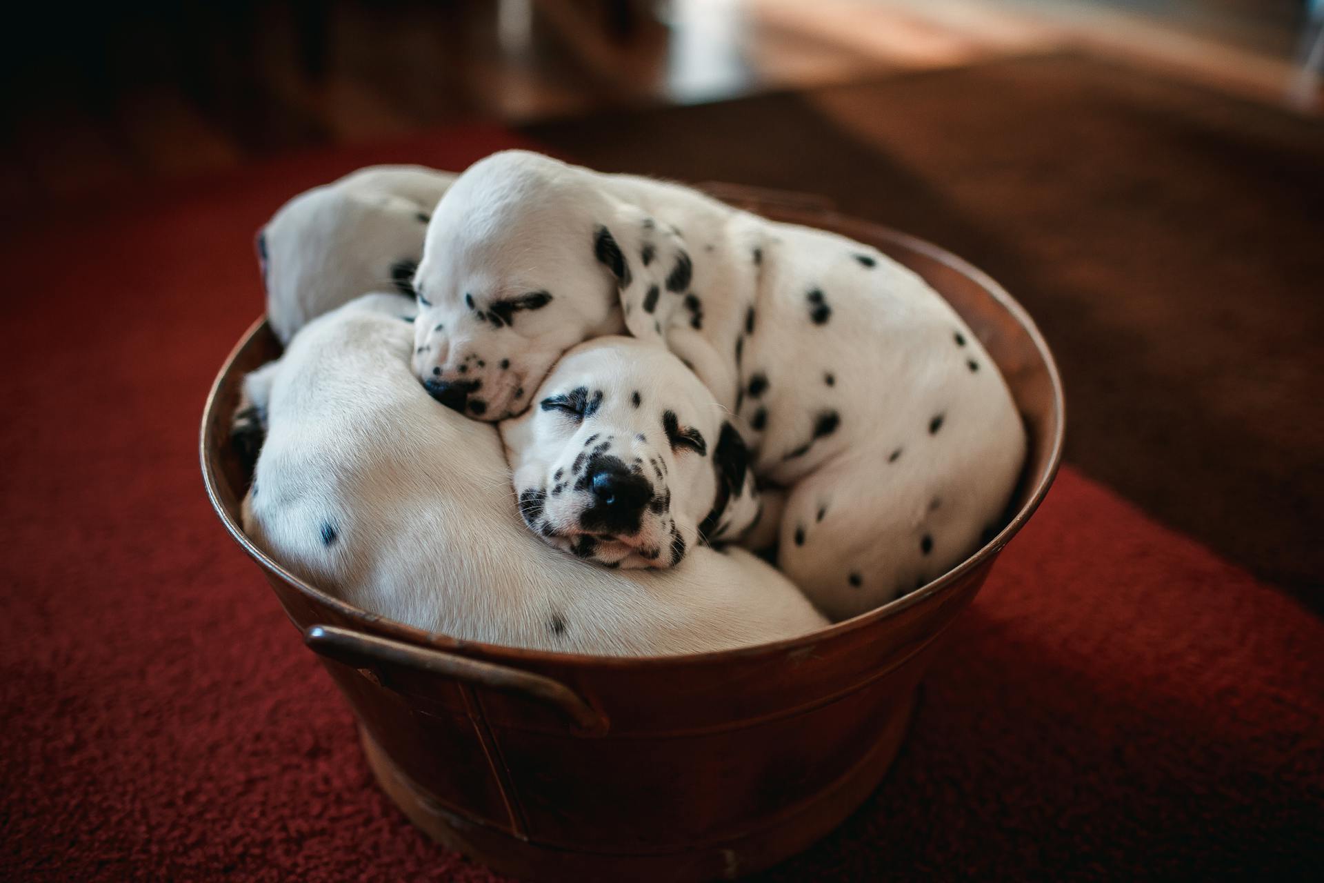 Three dalmatian puppies are sleeping in a bowl