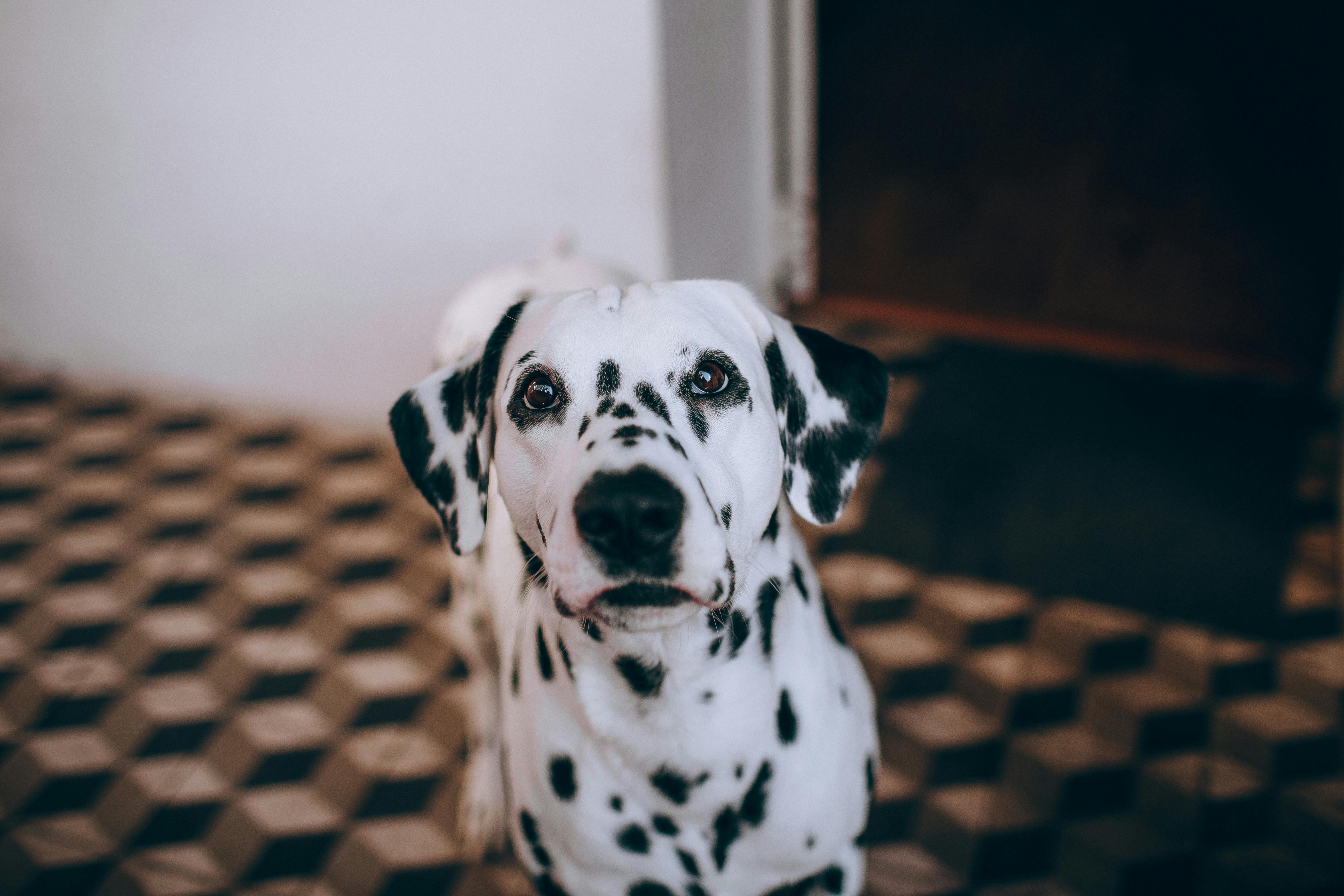 Dalmatian Dog In A Home Setting With Children
