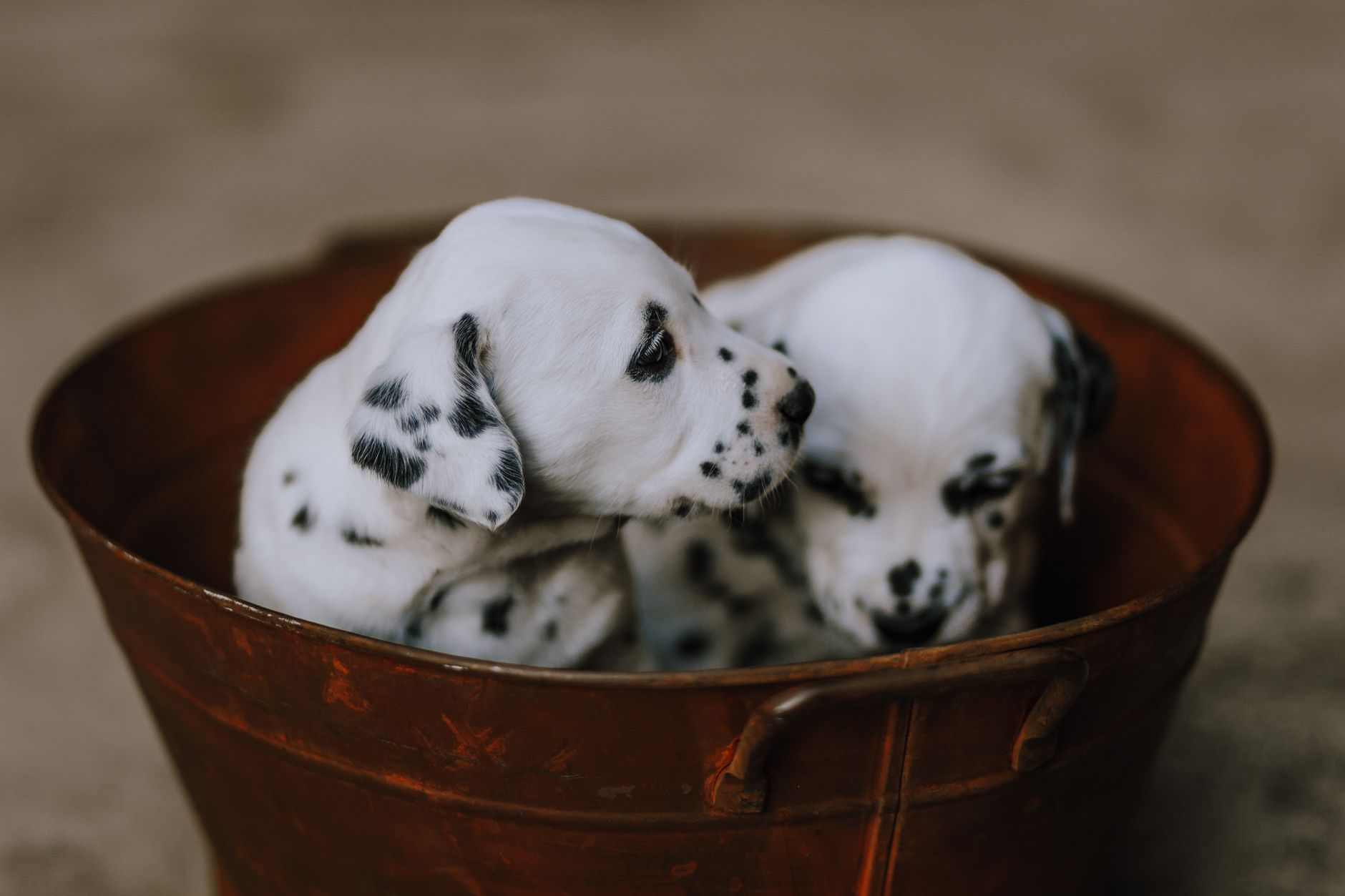 How To Prepare For Whelping At Home?