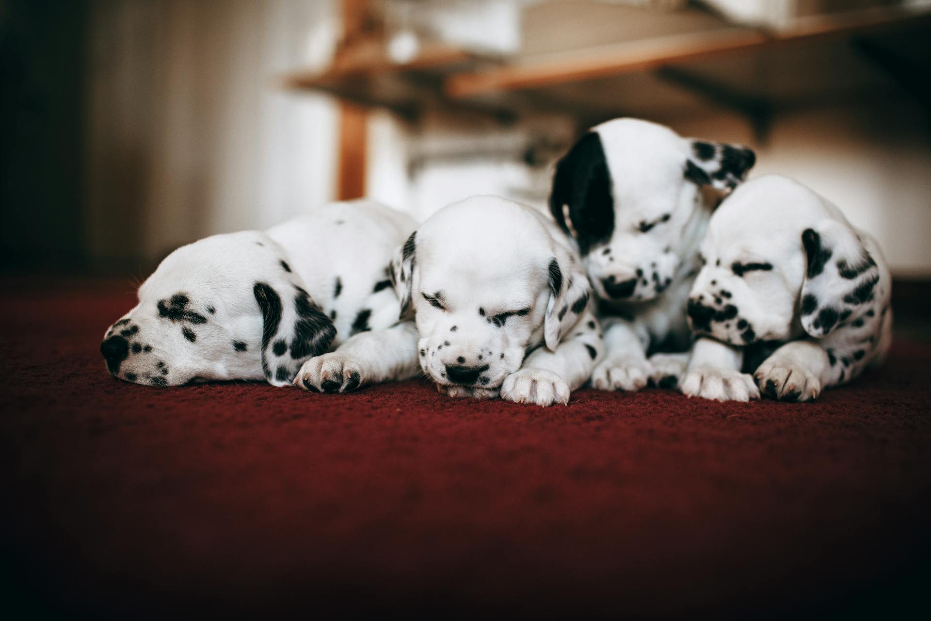 Five dalmatian puppies sleeping on a red carpet