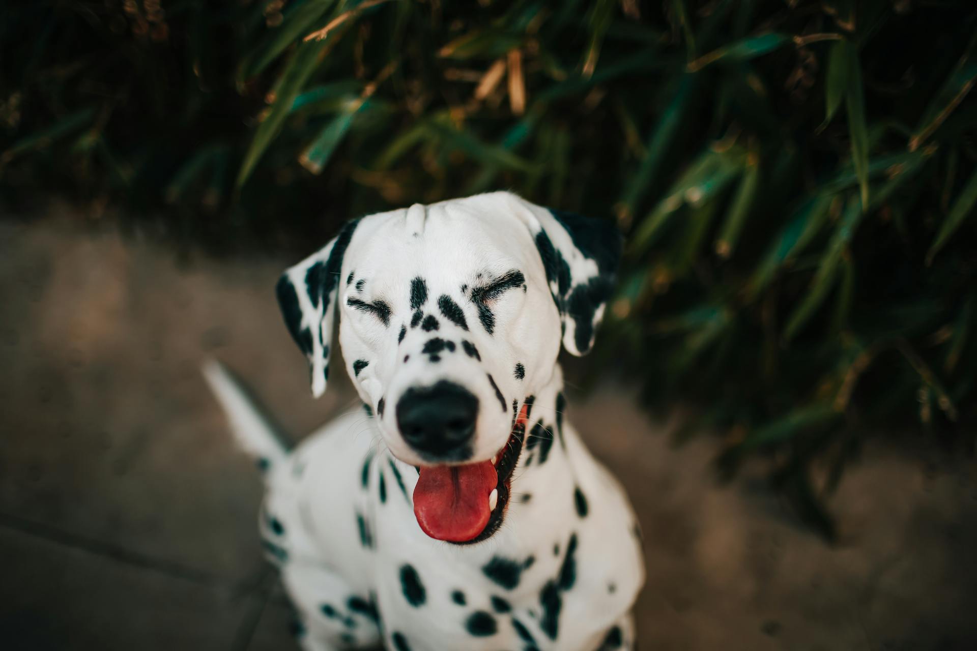 A dalmatian dog with its tongue out