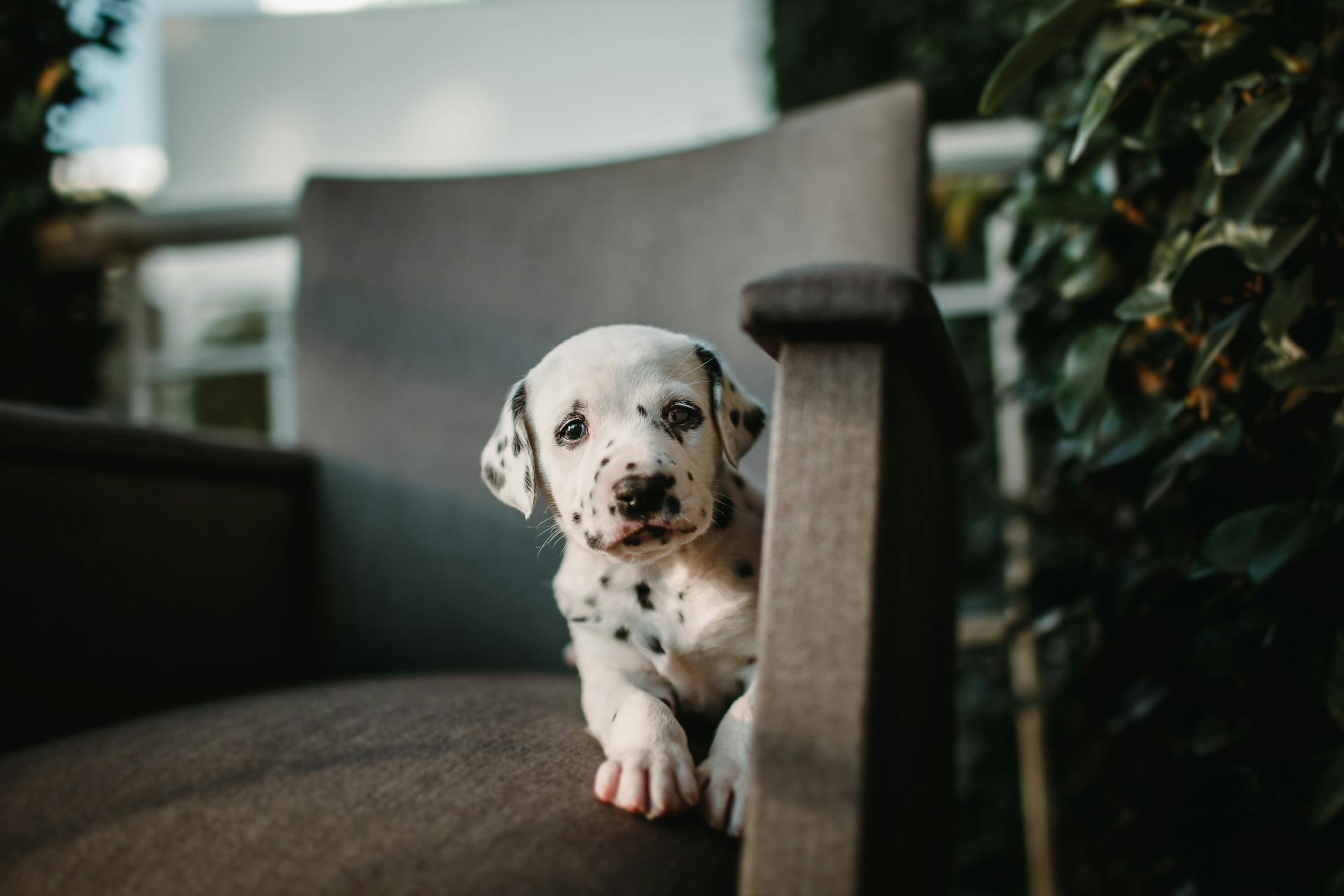 Een dalmatische pup die op een stoel zit