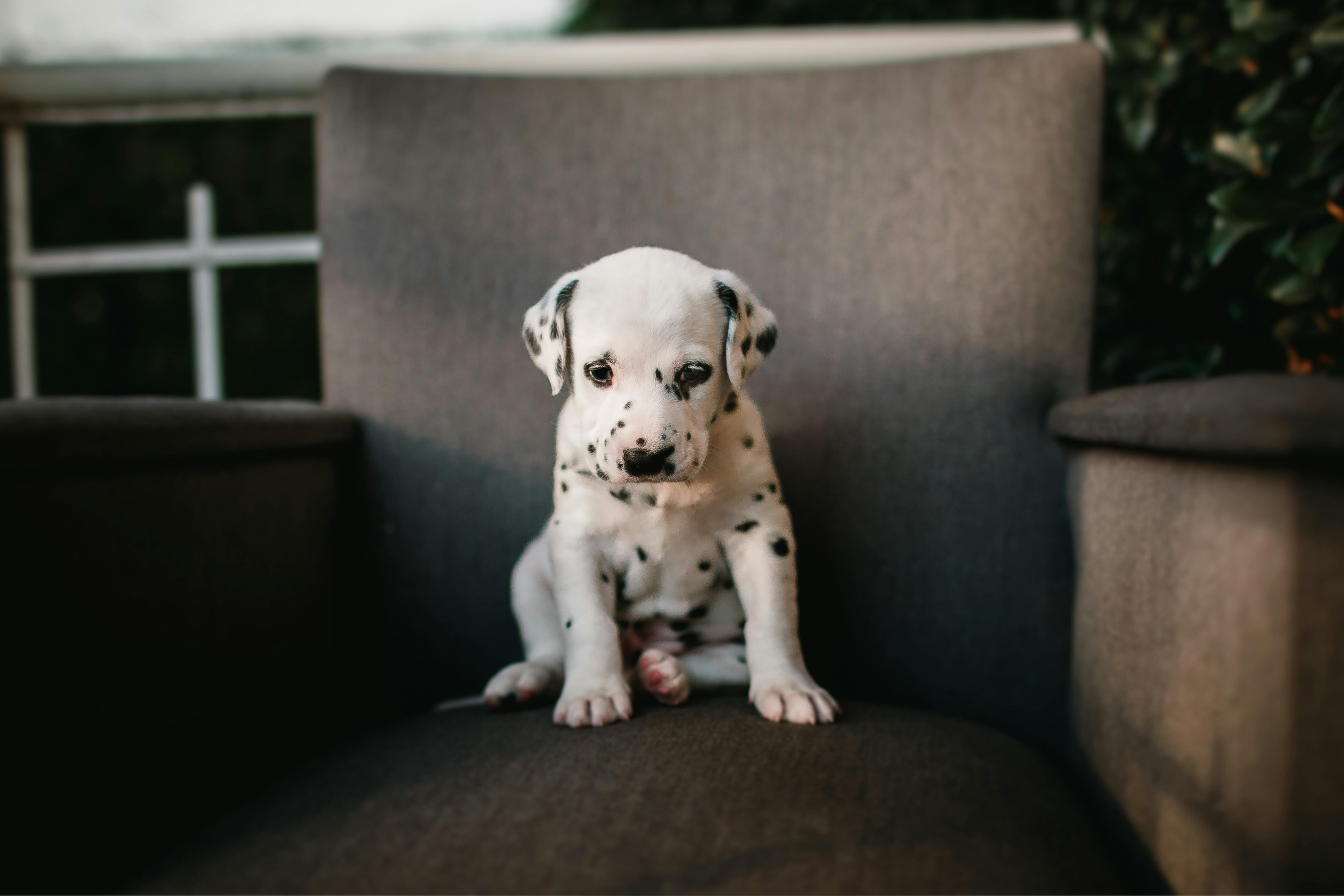 Charming portrait of a Dalmatian puppy sitting on a chair, captured indoors.