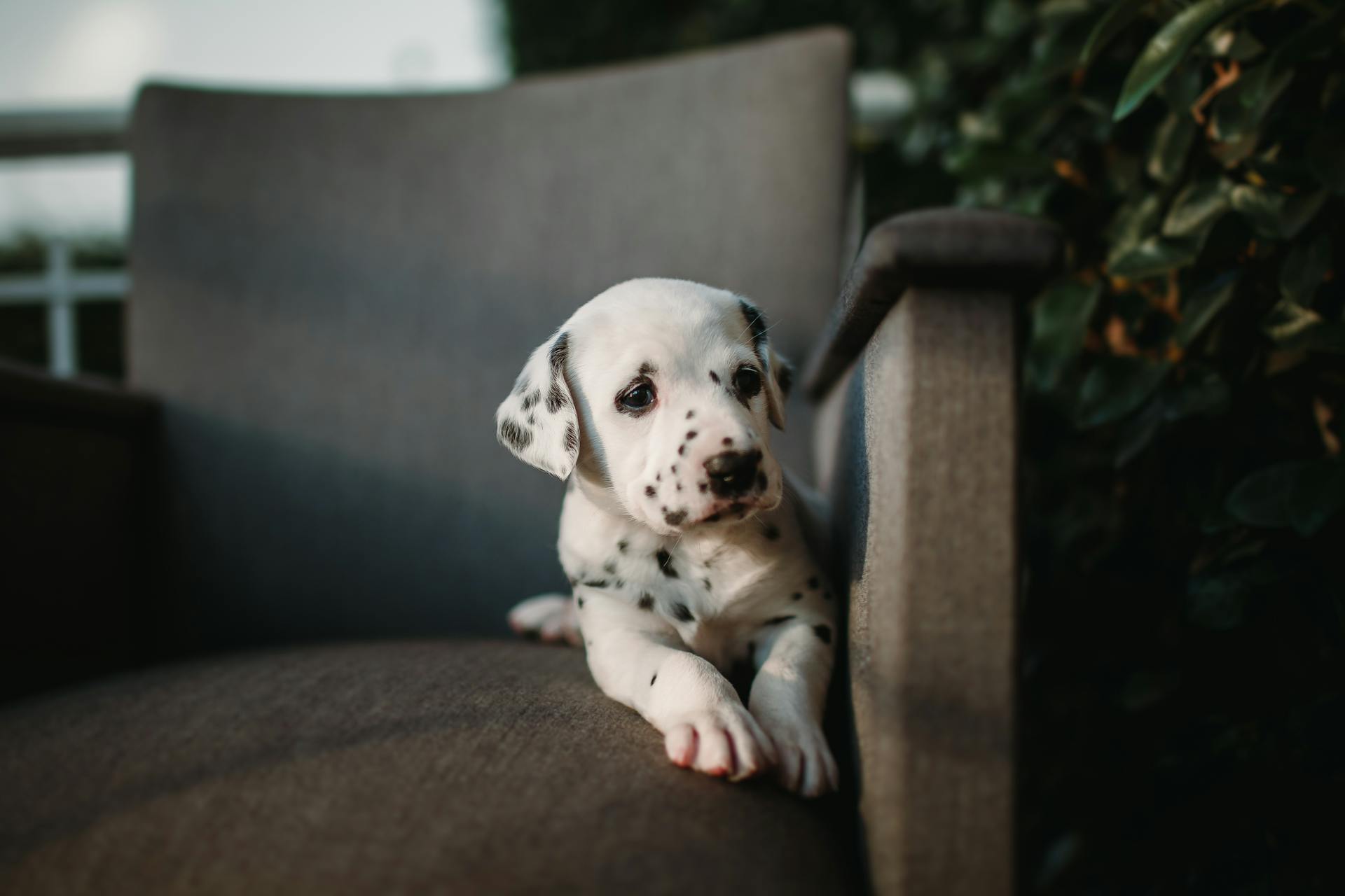 A dalmatian puppy sitting on a chair