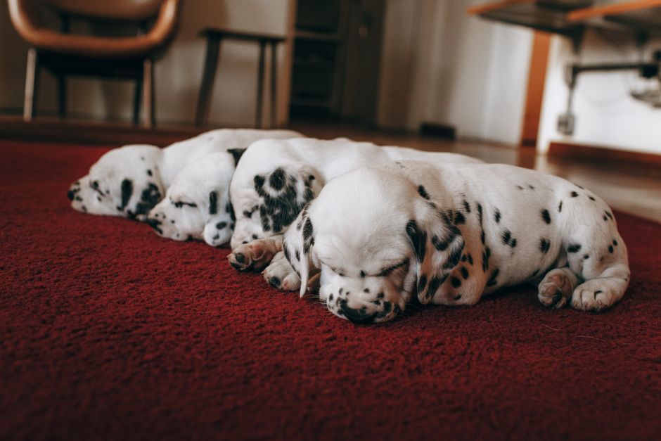 Relógio sextavado de Parede Decorativo Cachorrinhos