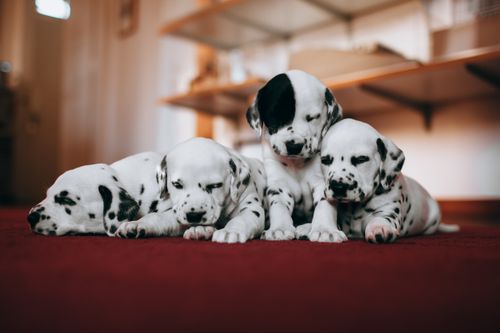 Free Four cute Dalmatian puppies lying on a red carpet indoors, creating a warm and cozy scene. Stock Photo