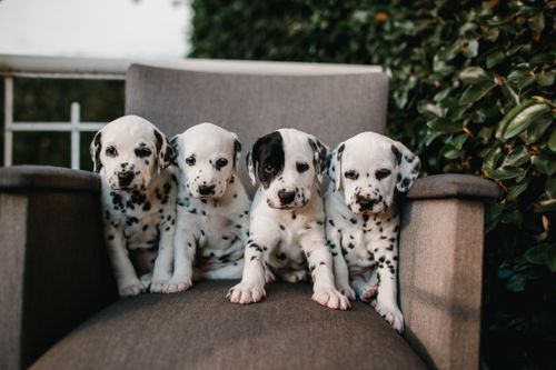 Free Four cute Dalmatian puppies sitting together on a chair outdoors, showcasing their adorable and spotted appearance. Stock Photo