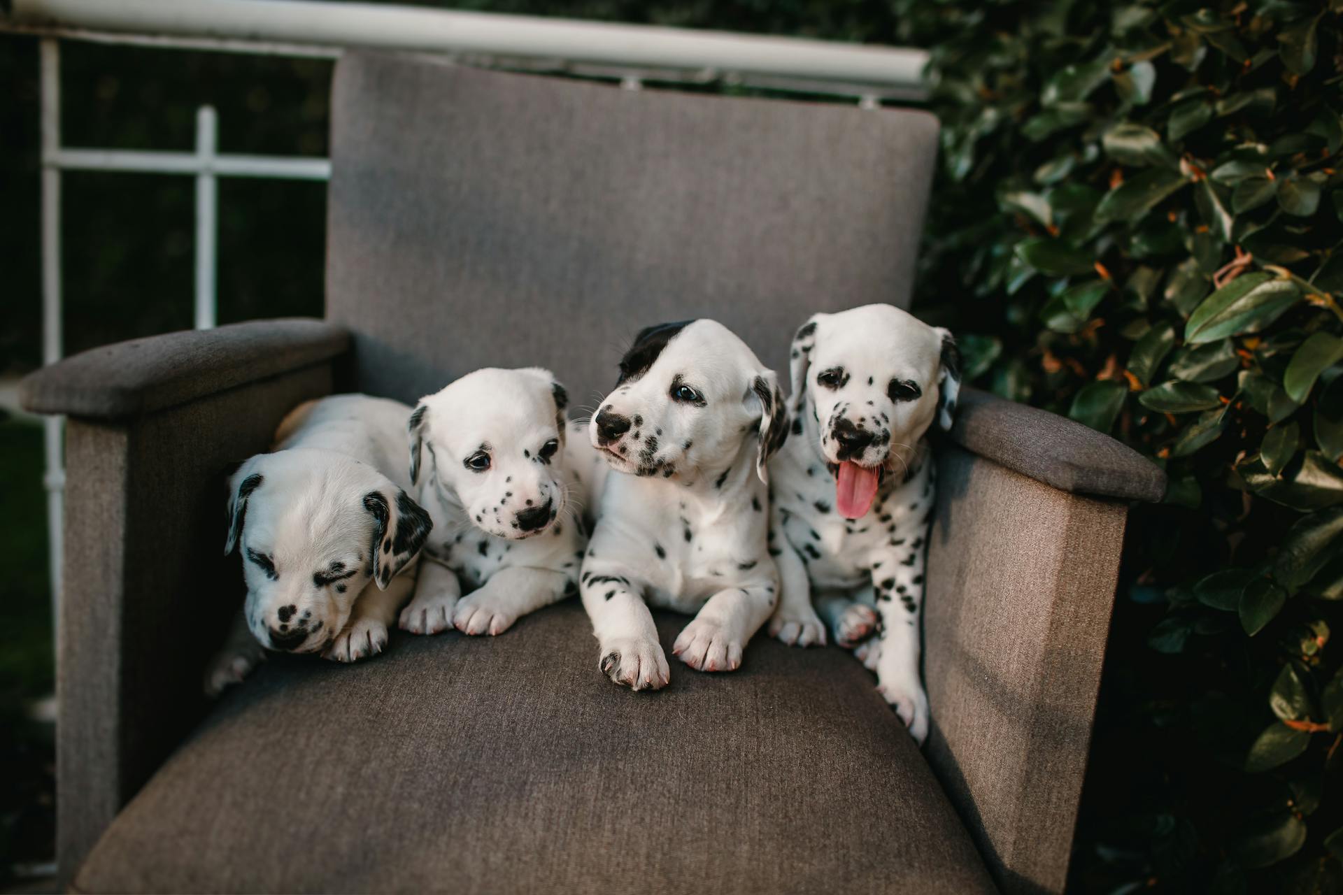 Five dalmatian puppies sitting on a chair