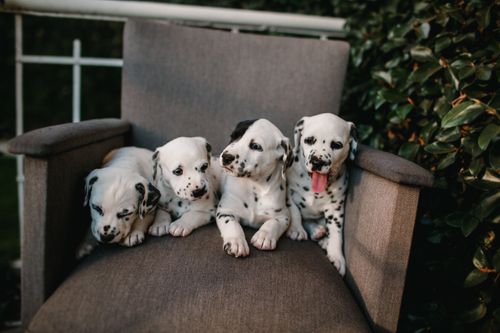 Free Four cute Dalmatian puppies sitting on a chair surrounded by greenery, enjoying a sunny day outdoors. Stock Photo