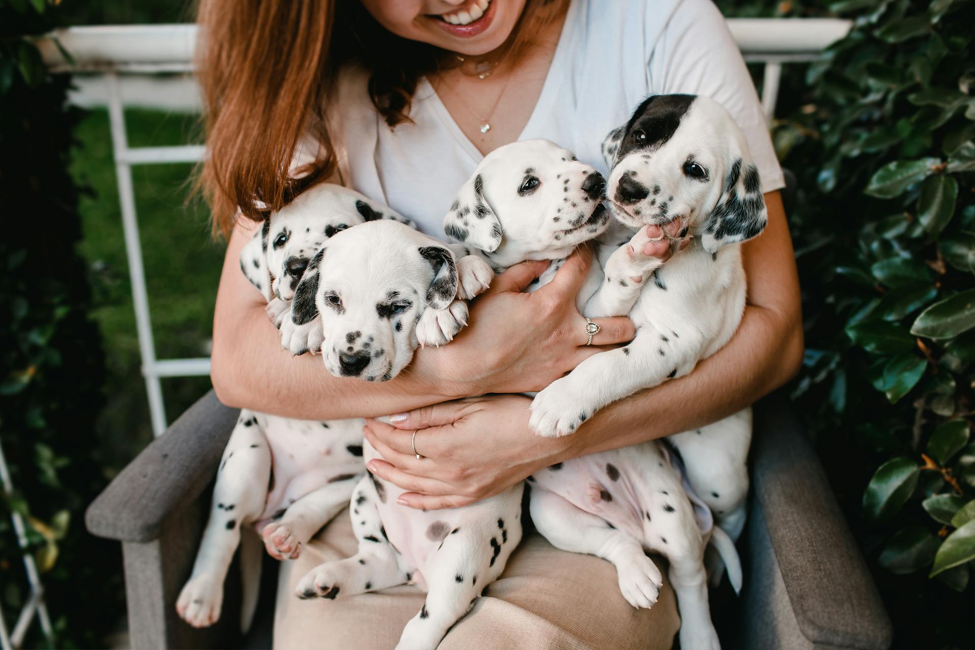 Woman Sitting and Holding Dalmatian Puppies