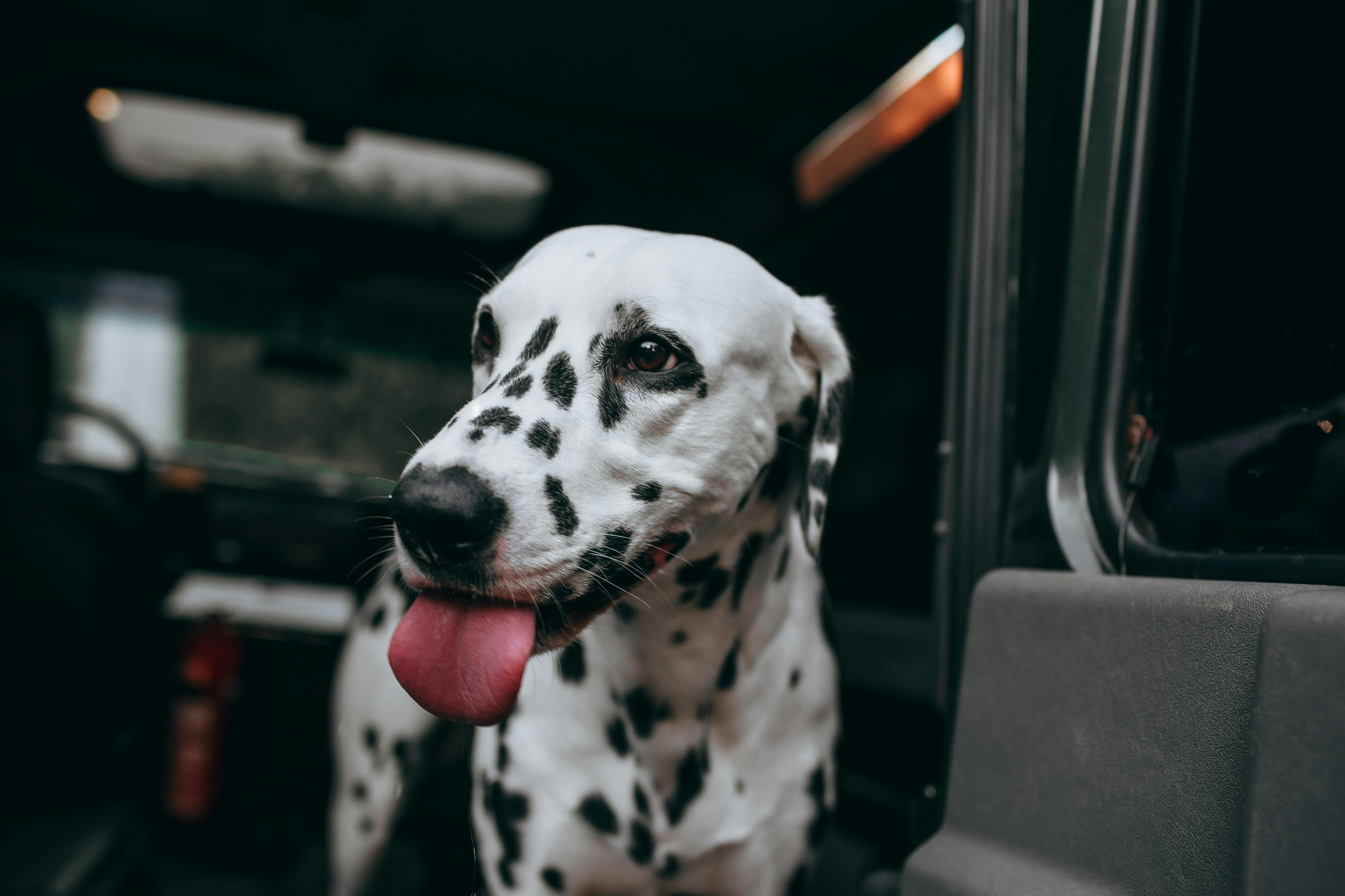 A Dalmatian dog with a spotted coat looks out from inside a vehicle, tongue out.
