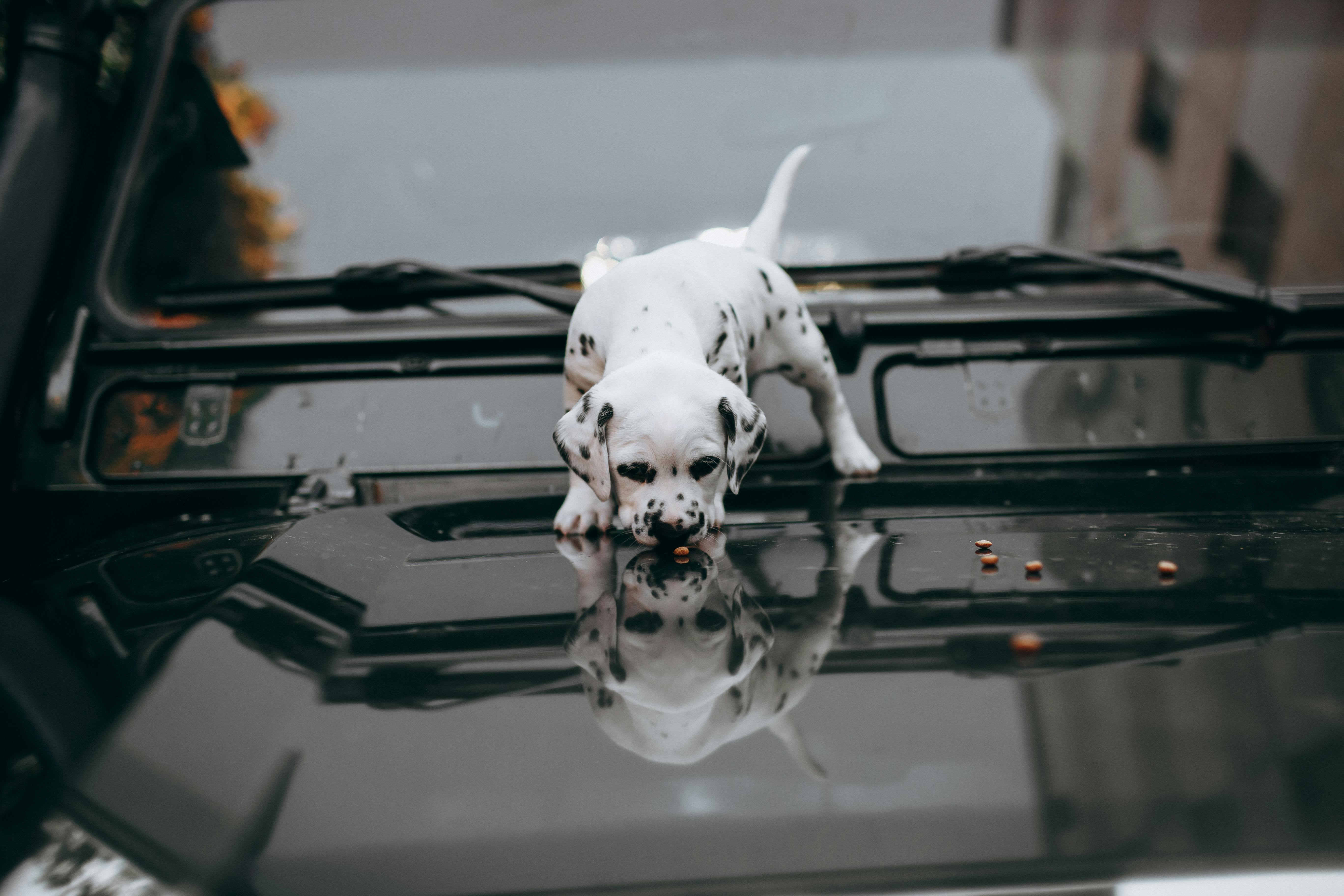 Why Do Dogs Have Wet Noses? Discover the Fascinating Reasons! 9 Exploring the Myths: Why Wet Noses Aren't Always a Cause for Concern