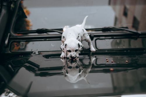 Free Cute Dalmatian puppy exploring its reflection on a shiny car hood. Perfect for pet lovers. Stock Photo