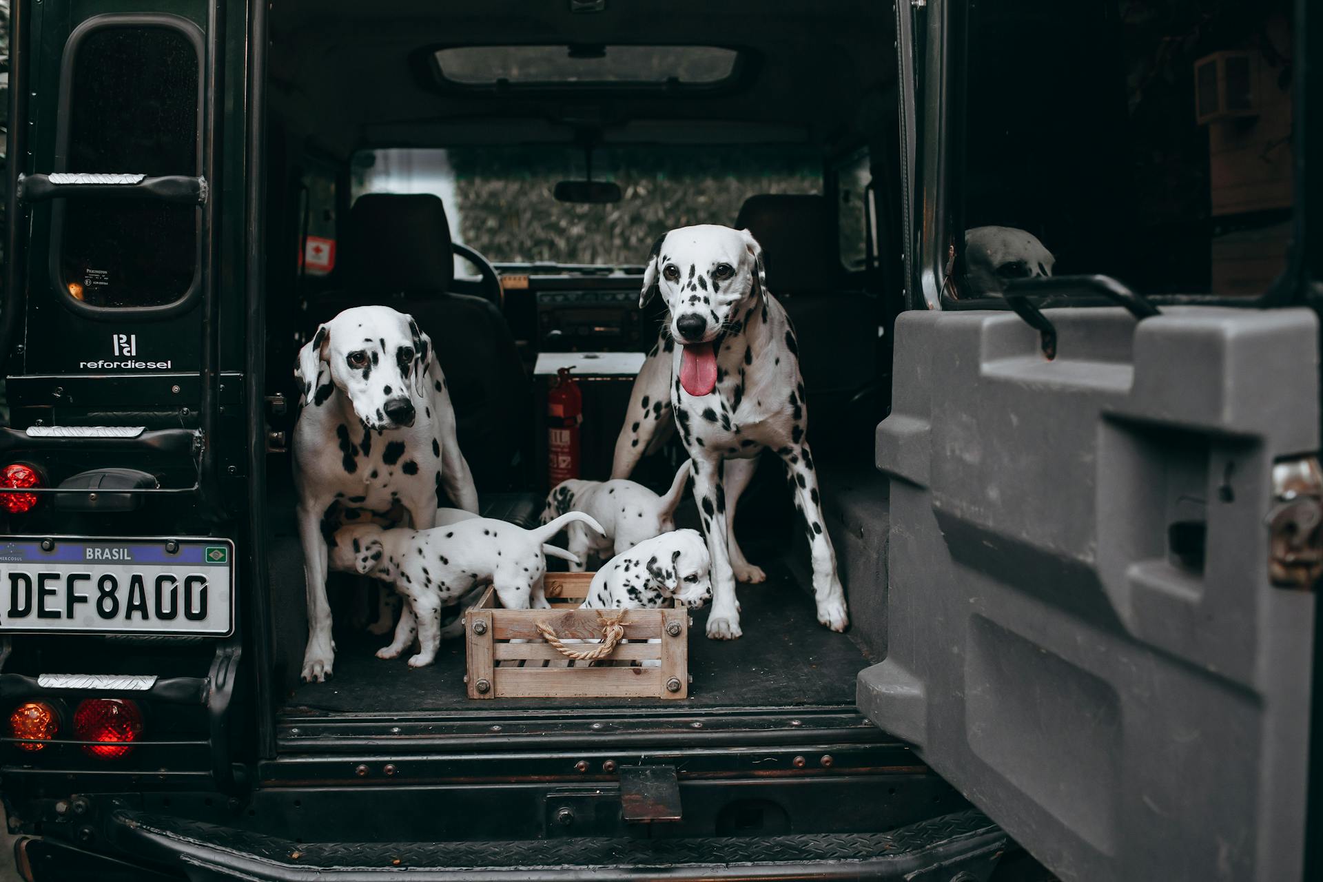 Three dalmatian dogs sitting in the back of a van