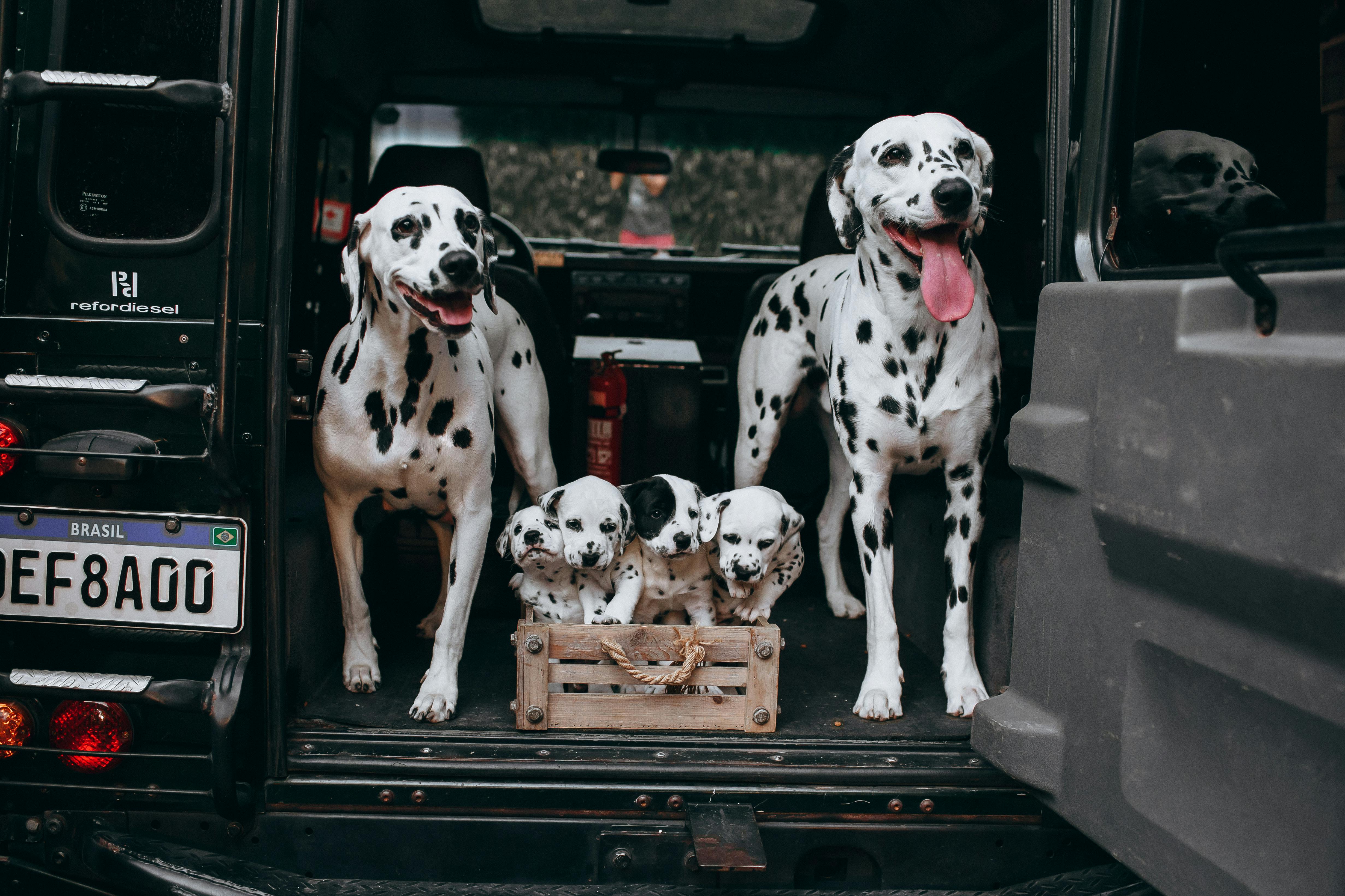 A group of Dalmatians in a car trunk ready for an outdoor adventure with two adult dogs and puppies.