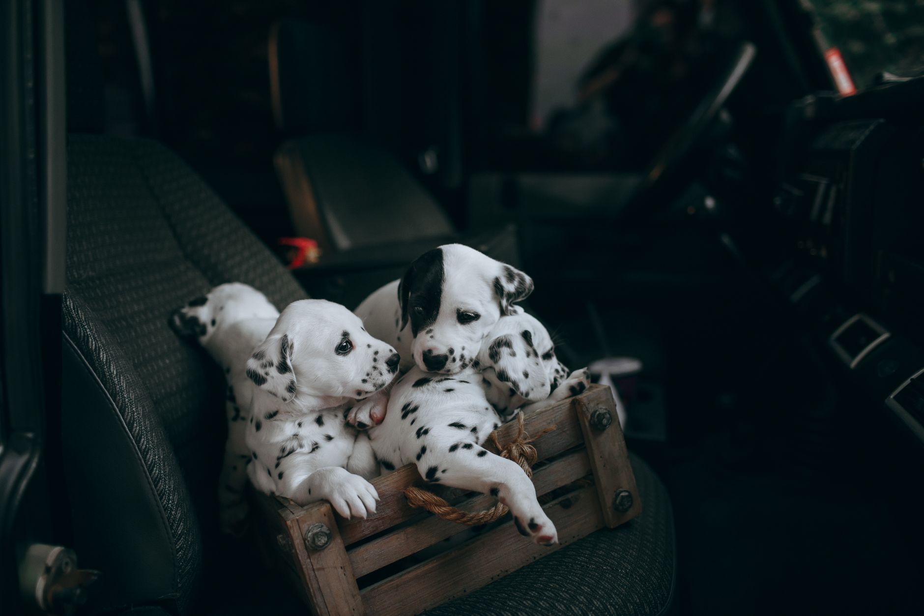 dog breeds