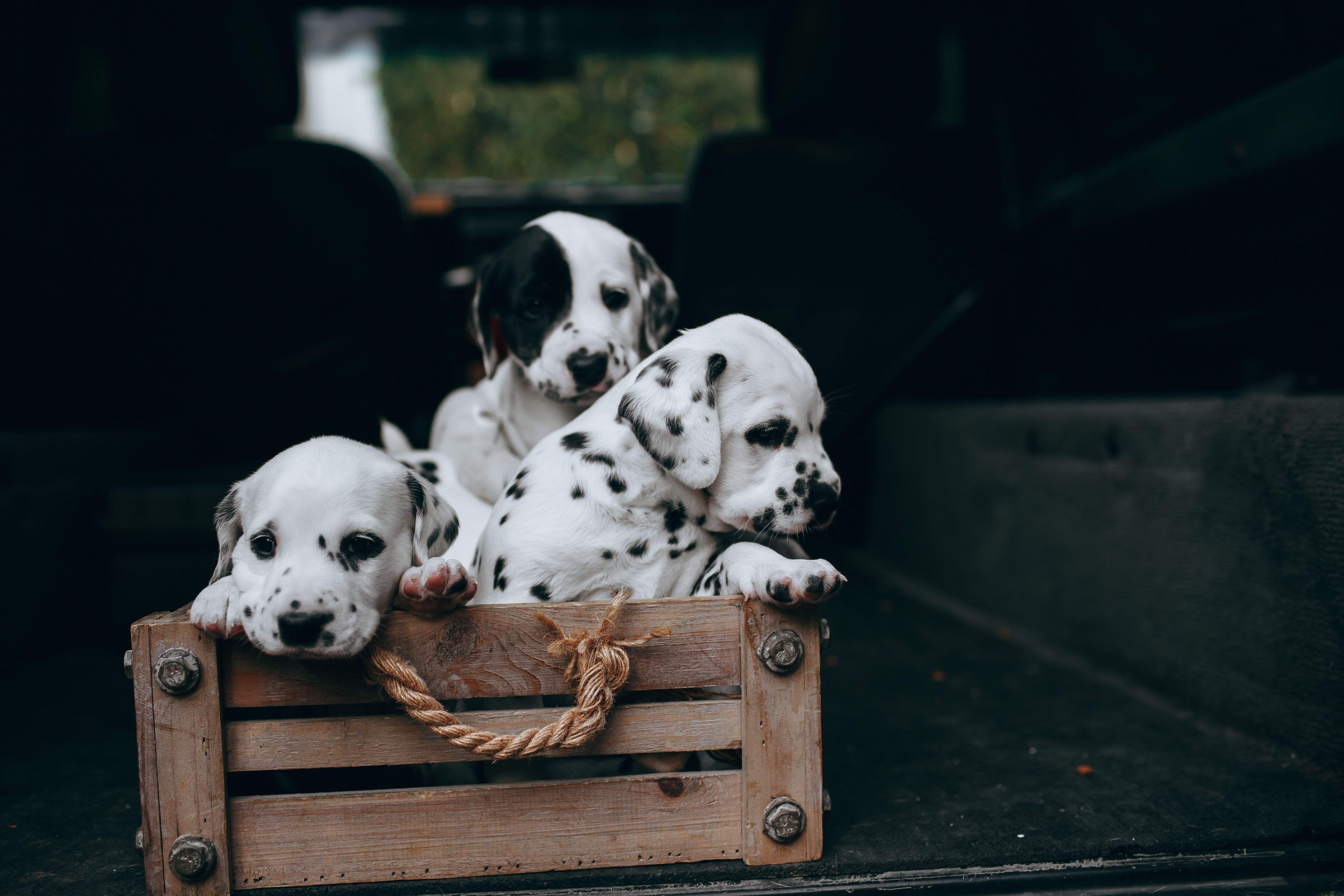 Dog Sellers Near Me In New Orleans: Responsible Buying Guide