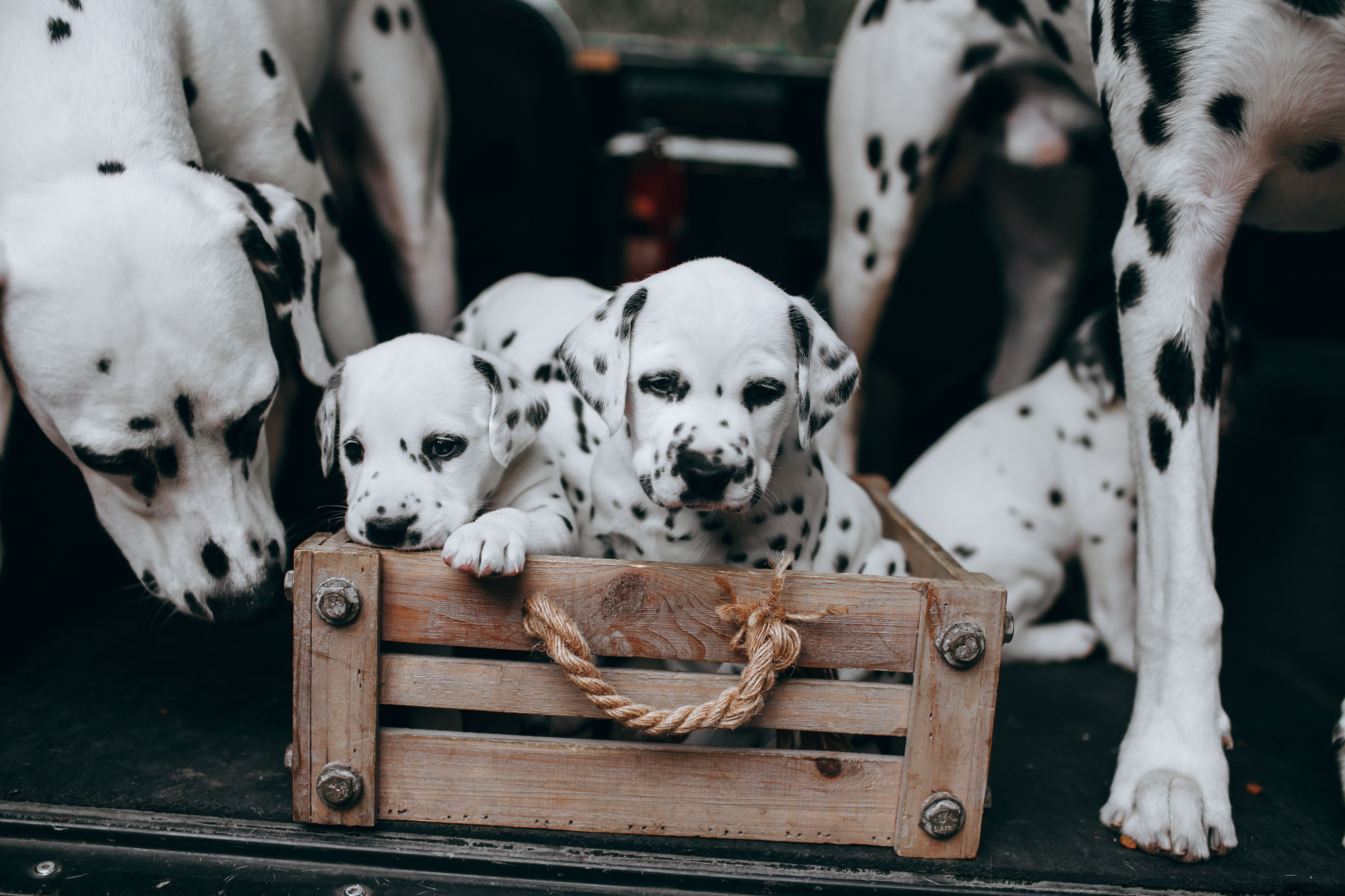 pet insurance uk — Photo by Helena Lopes on Pexels