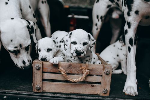 Free Cute Dalmatian puppies playing in a wooden crate, showcasing their black and white spots. Stock Photo