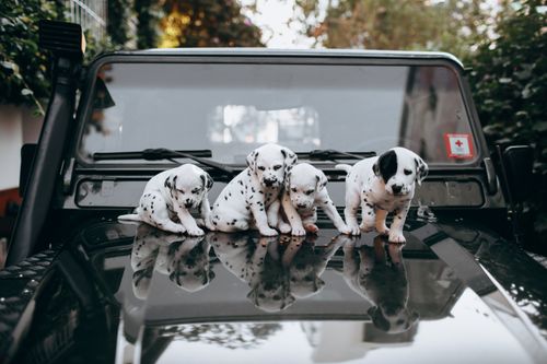 Free Four cute Dalmatian puppies sitting on a car hood reflecting their playful mood outdoors in a vibrant setting. Stock Photo