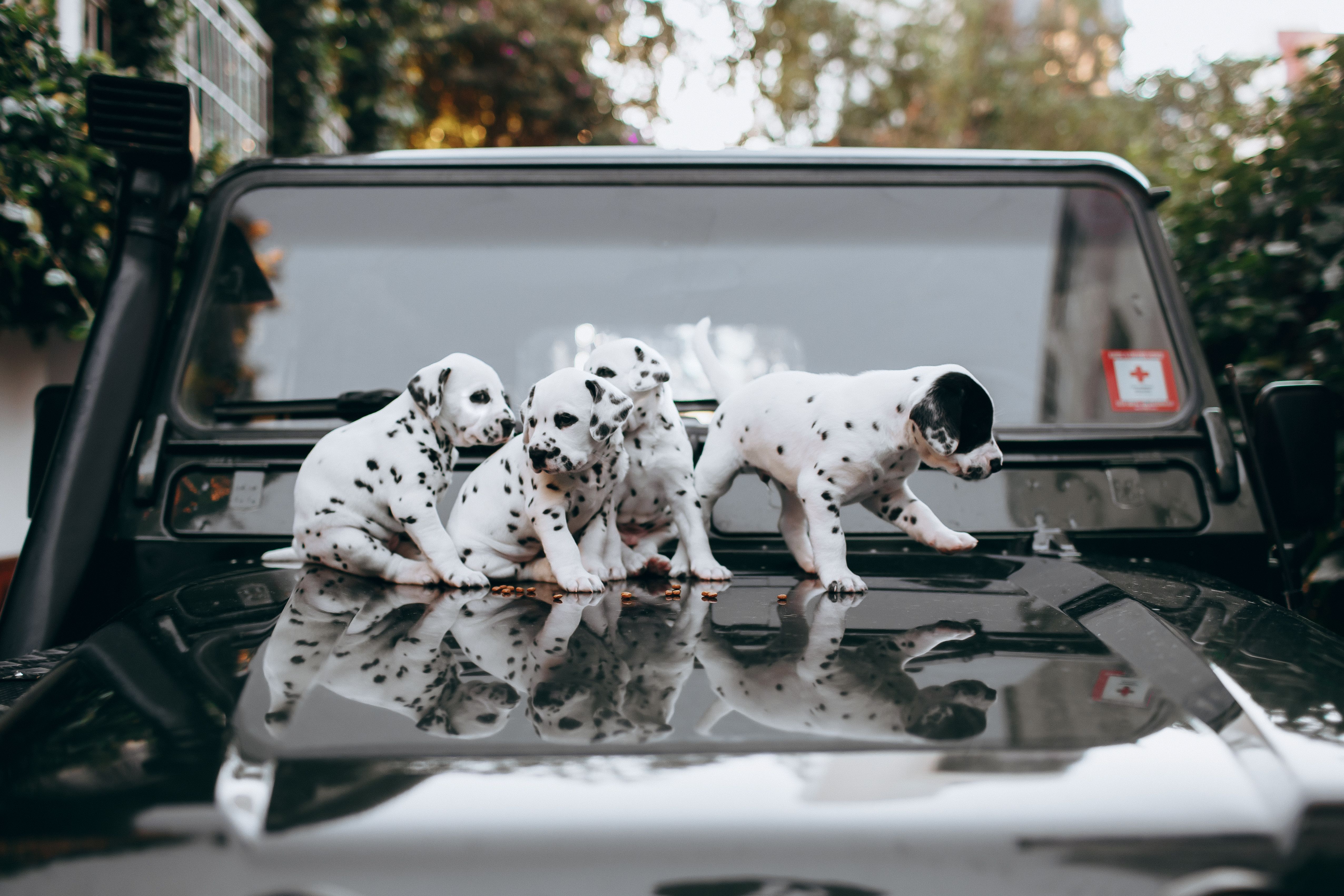 how to choose puppy food 2026
