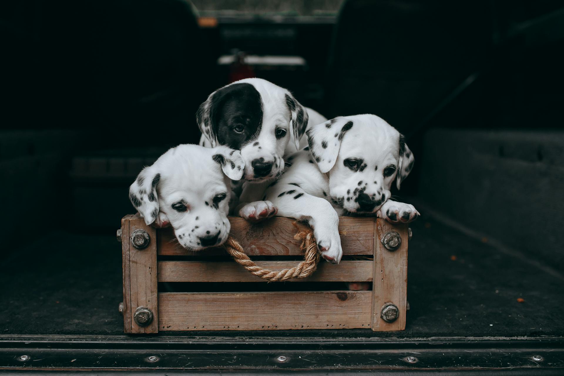 Three dalmatian puppies are sitting in a wooden crate