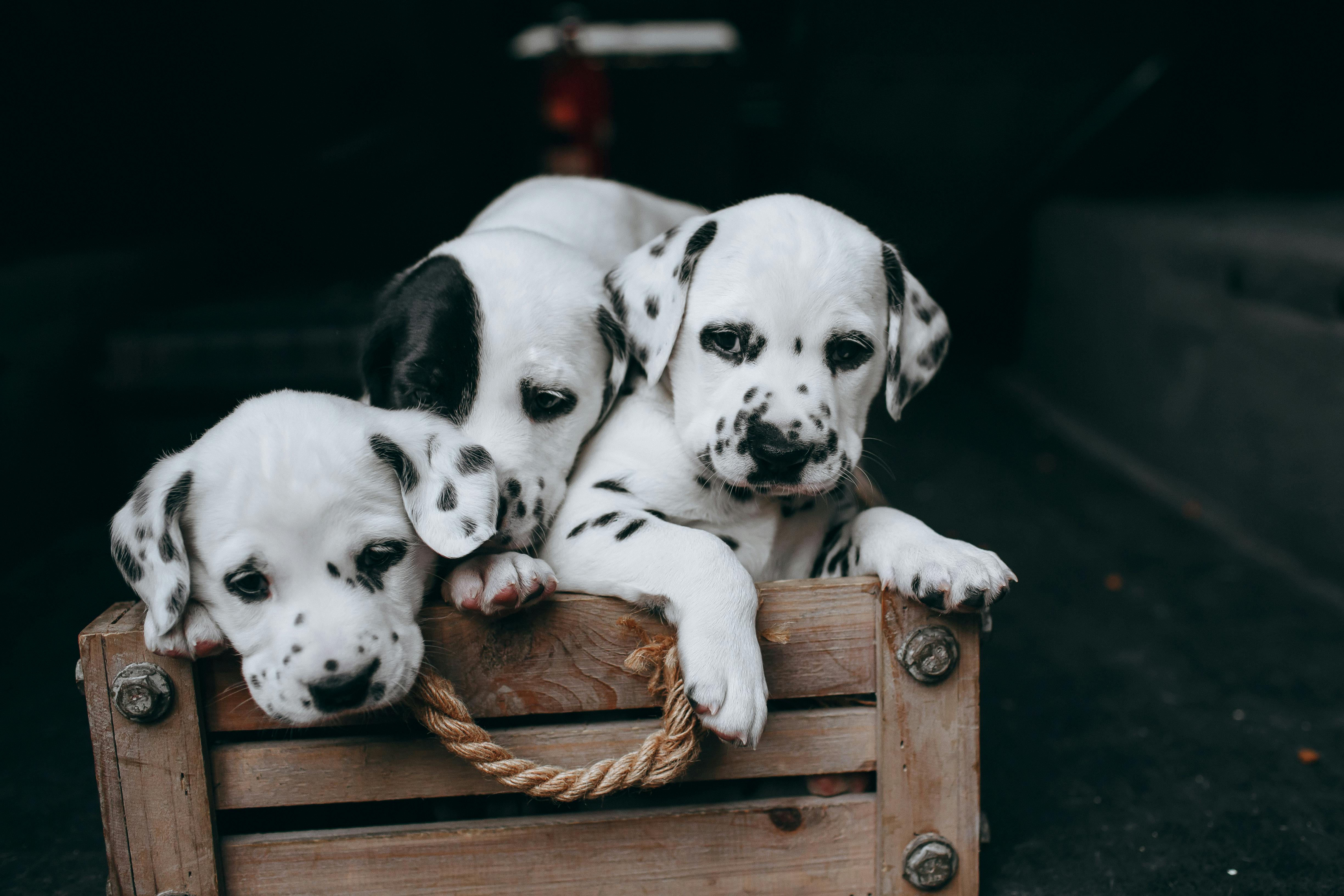 pet insurance pet health coverage — Photo by Helena Lopes on Pexels