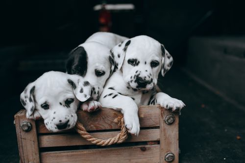 Free Three cute Dalmatian puppies resting in a wooden crate with a dark background. Stock Photo